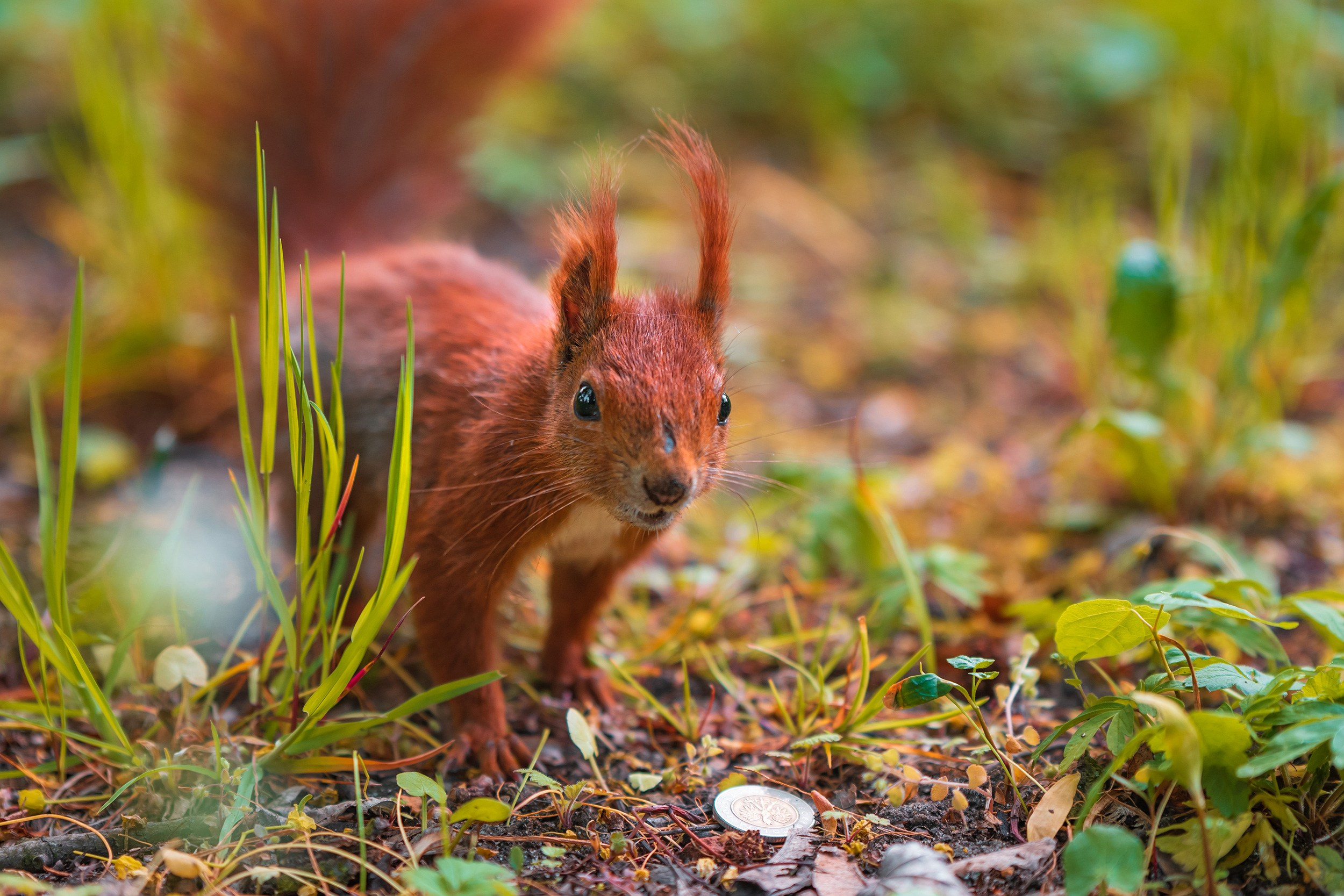 Royal Baths Park — Warsaw. Photographer in Yerevan