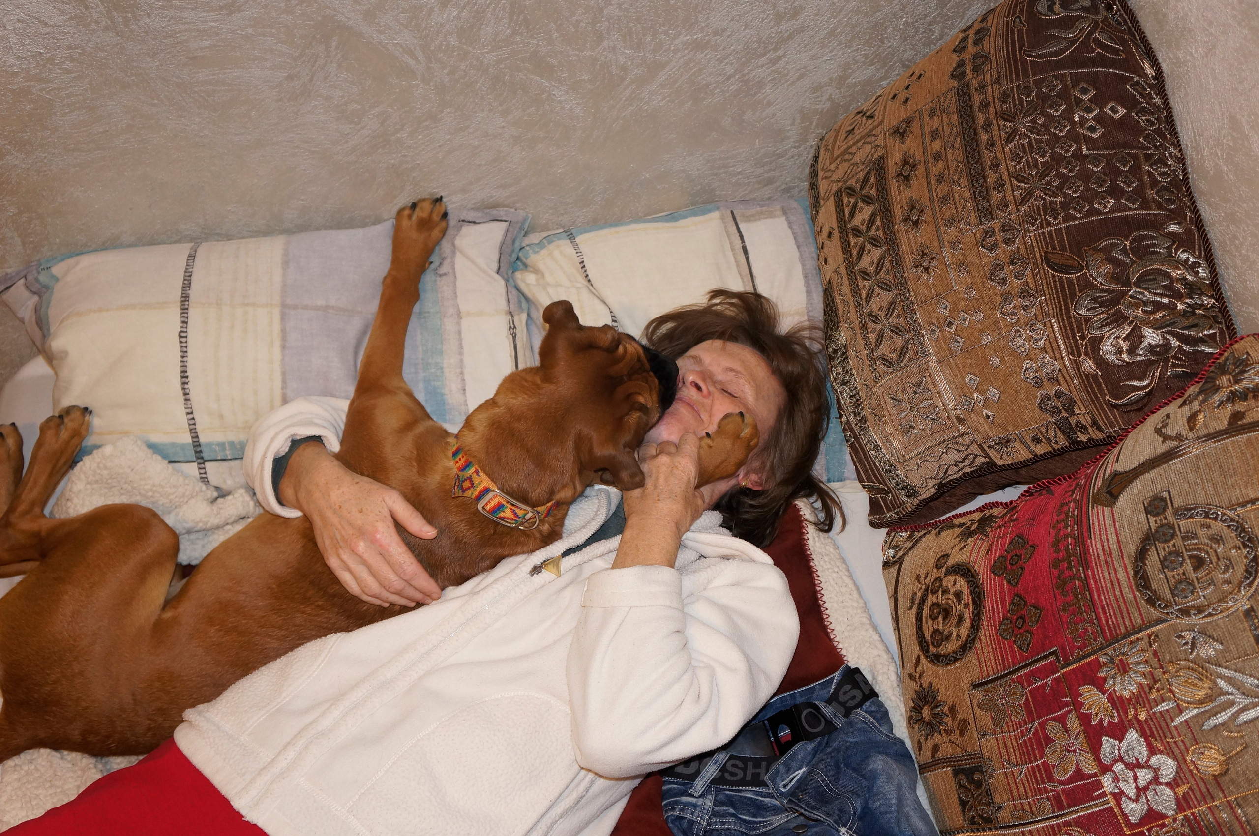 My ״Star״ Boxer Dog