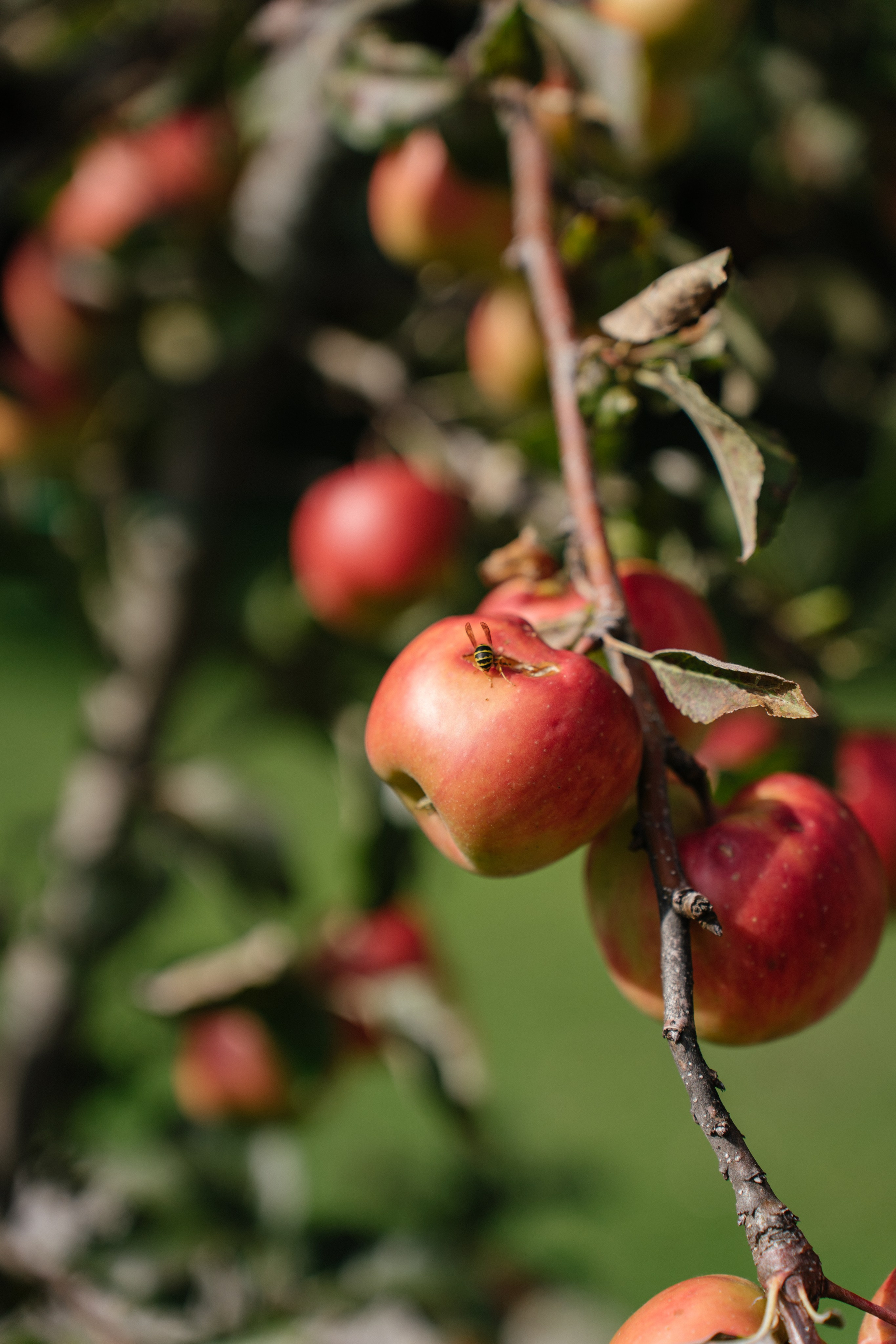 Airbnb. Patricia Morenci — Mountain Adventures for the Wild at Heart