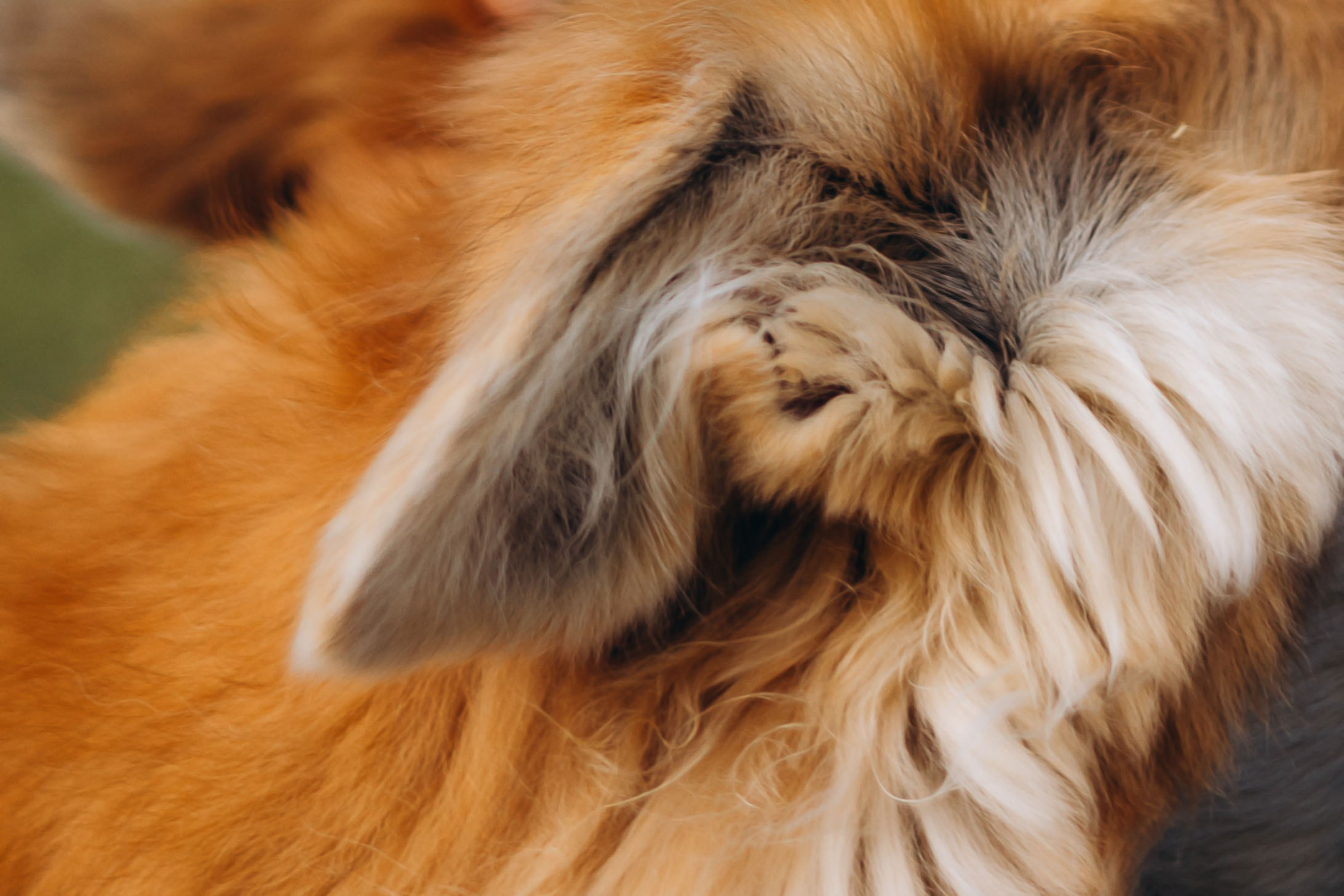 Максим, Наталья и Тим. Фотограф-анималист | Белград