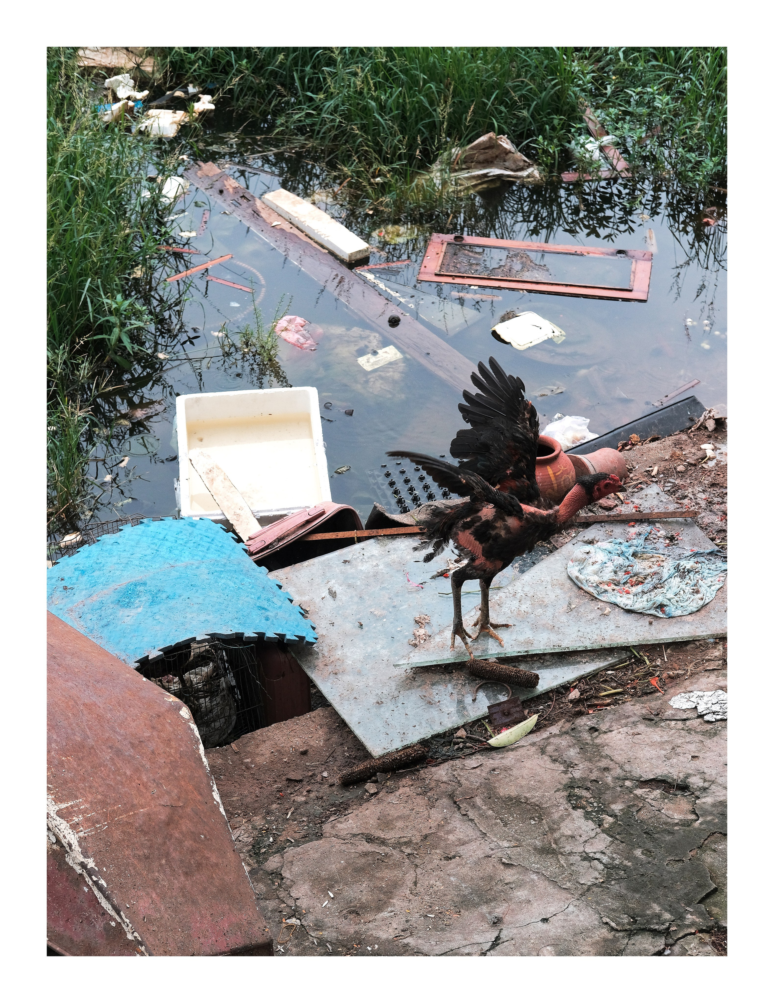 Urban Decay Hanoi Backyard Fighting Rooster Amid Rubbish