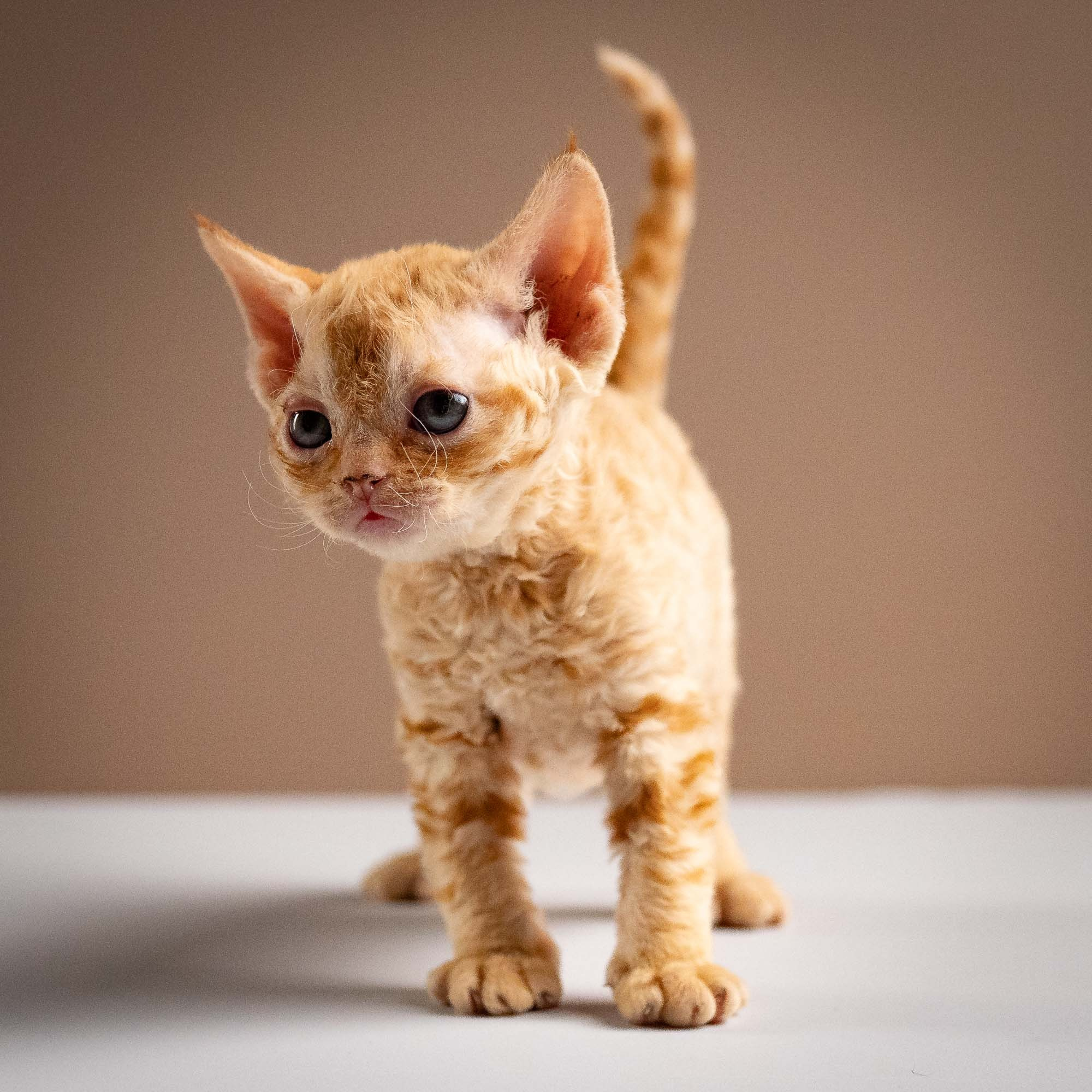 Piper, girl, born 02.11.26. Devon Rex Pixie Cattery