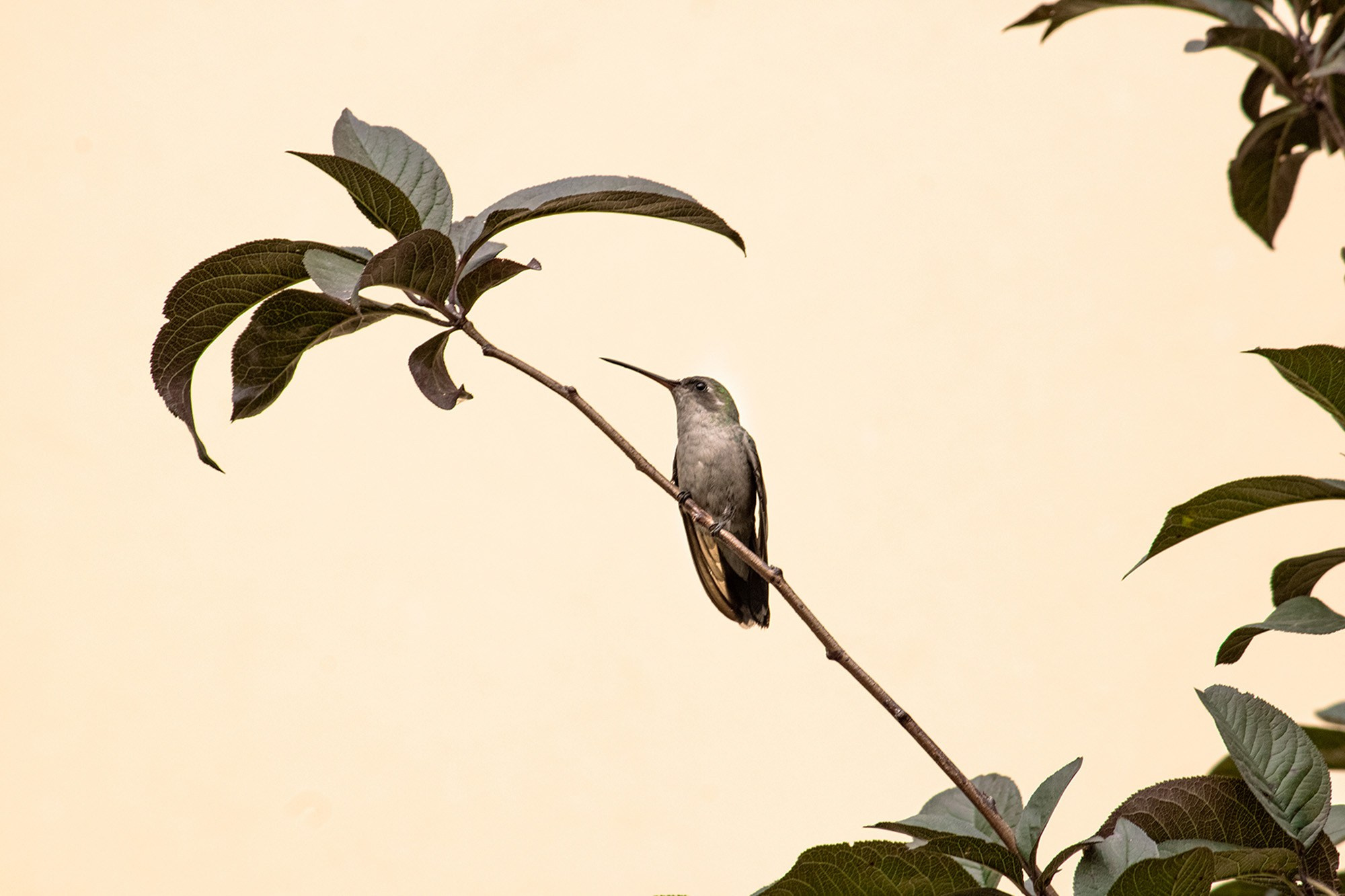 Animales y Naturaleza. Marisol Murillo Fotógrafa profesional en Chimalhuacán, Edo. de México