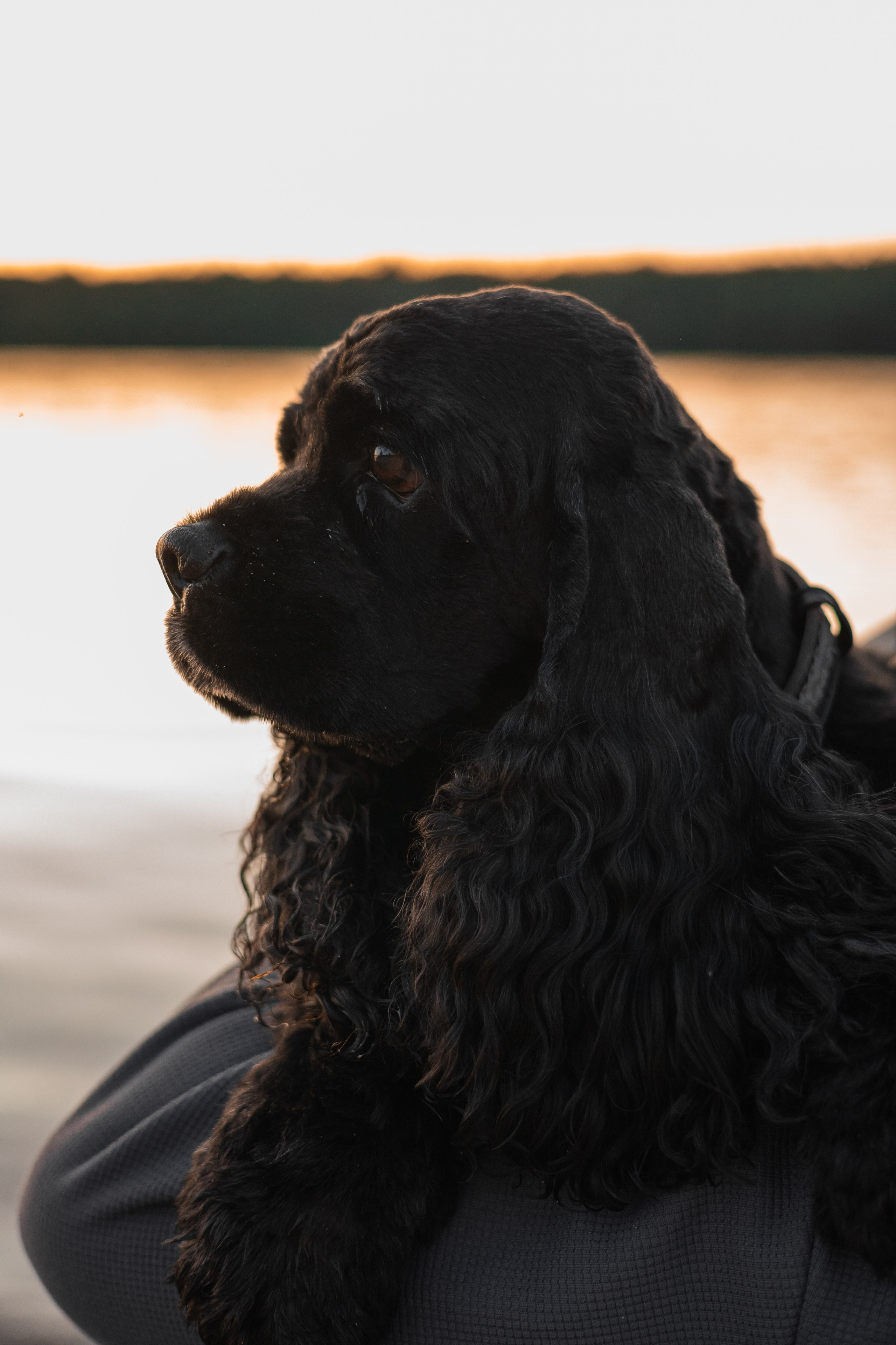 Александр, Катюша и Ендейк. Фотограф-анималист | Белград
