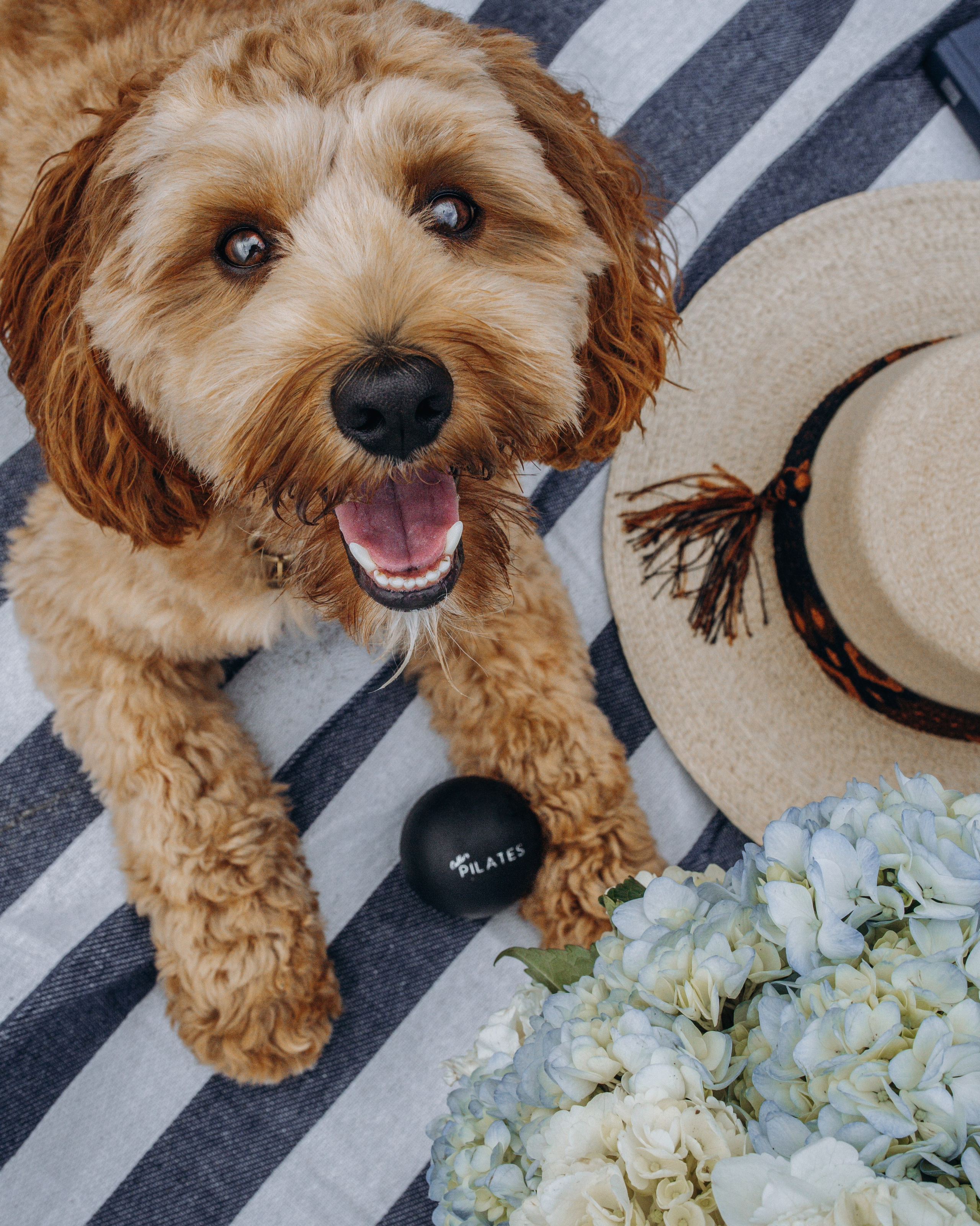 Howie & Callie. Pet Photographer Viktoriya Aleshenko