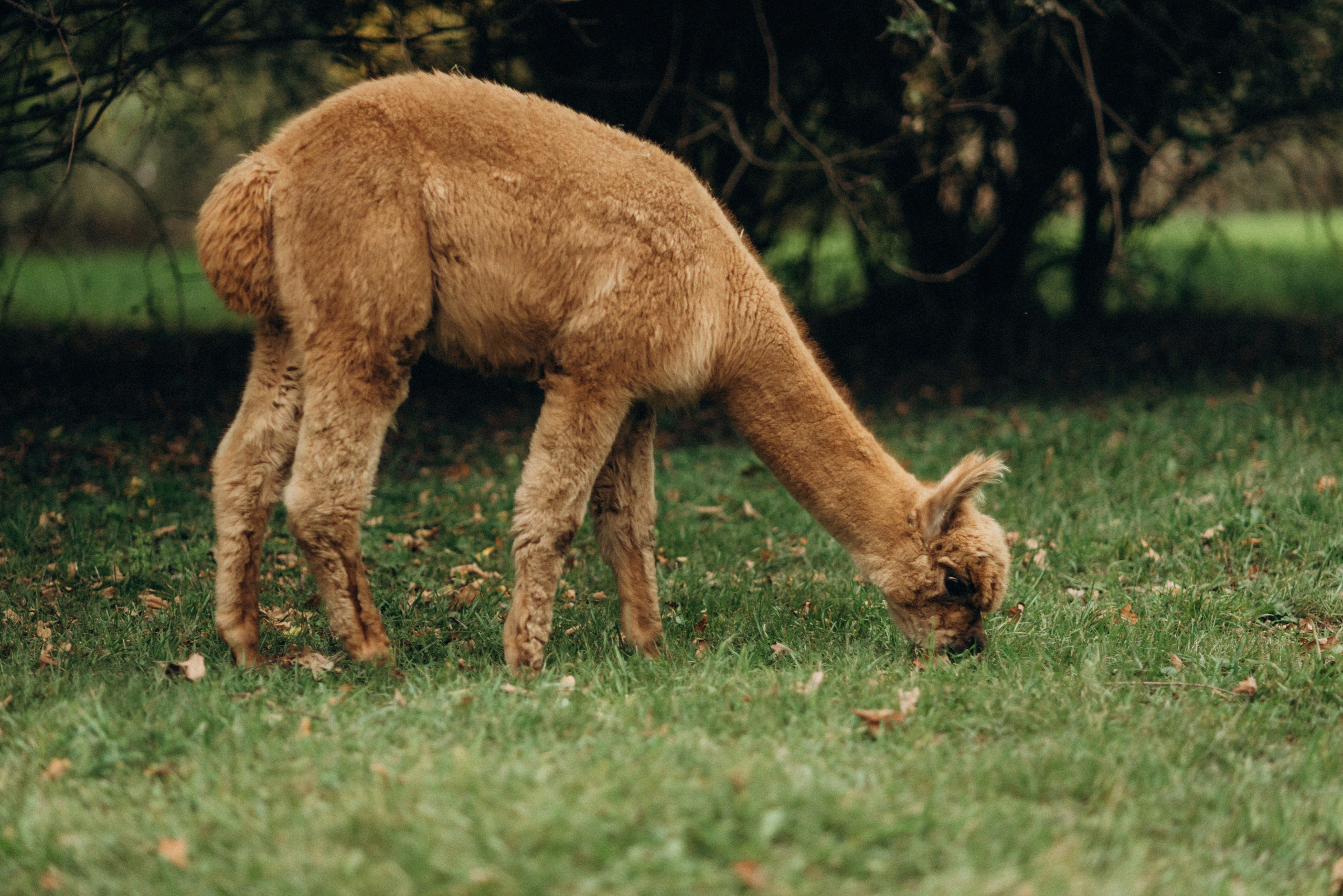 Семейная фотосессия с альпаками. Семейный фотограф Лейпциг, Германия