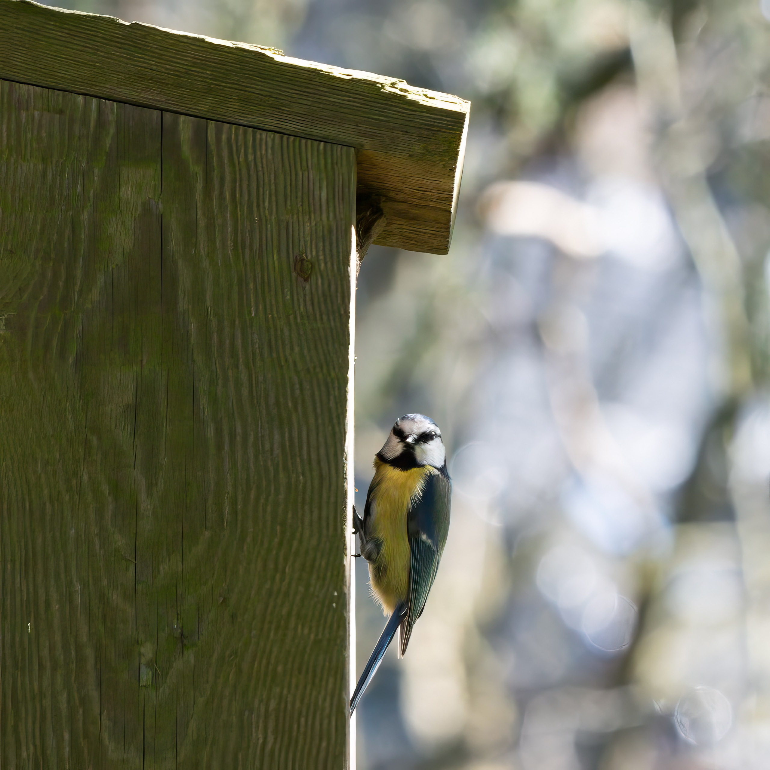 Forår. Fotograf Aarhus | Portrætfoto Århus | Flotte billeder