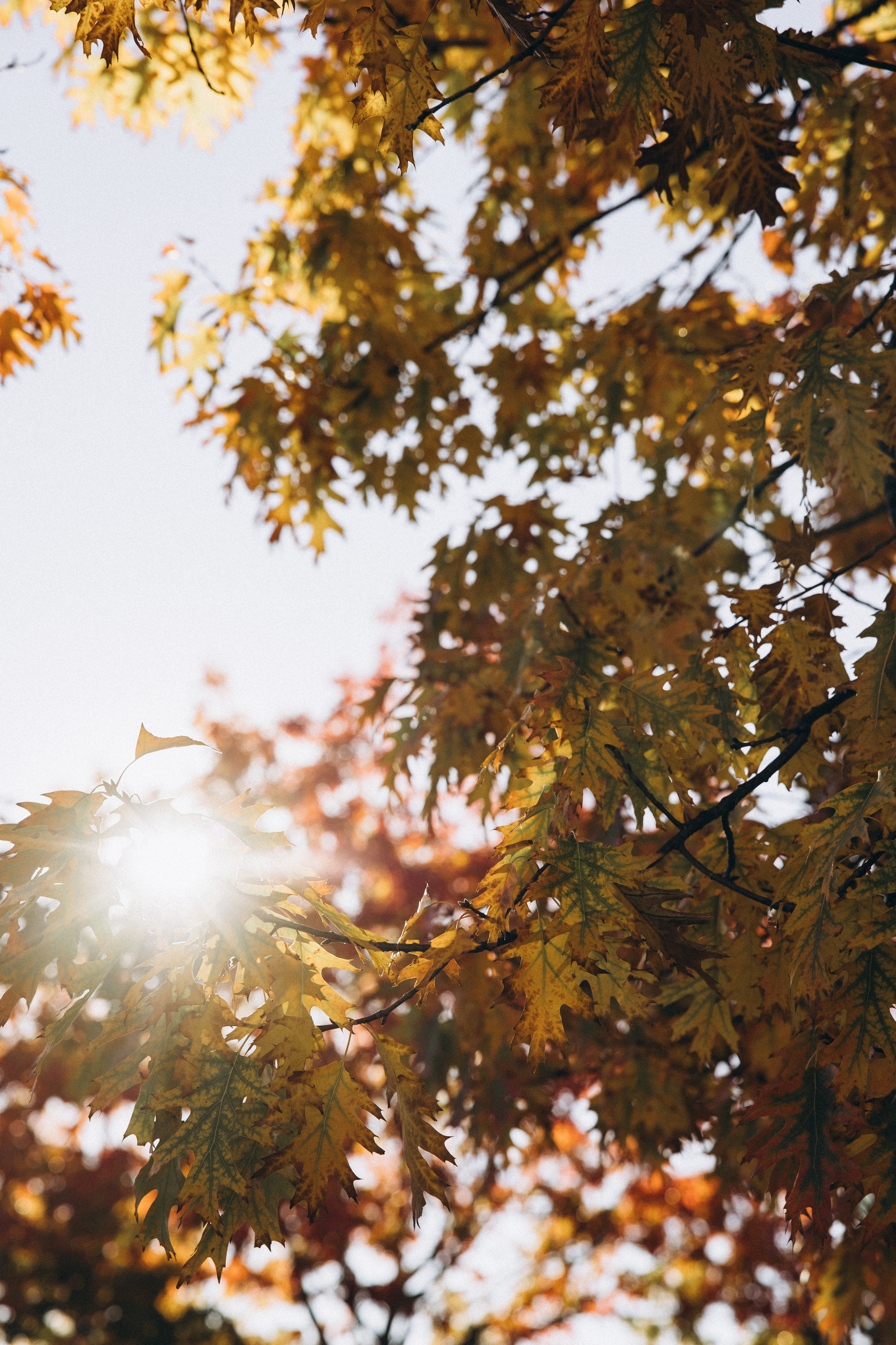 Autumn mother-son family photoshoot in Toulouse. Eugénie Smirnova — your photographer in Toulouse and southwest France