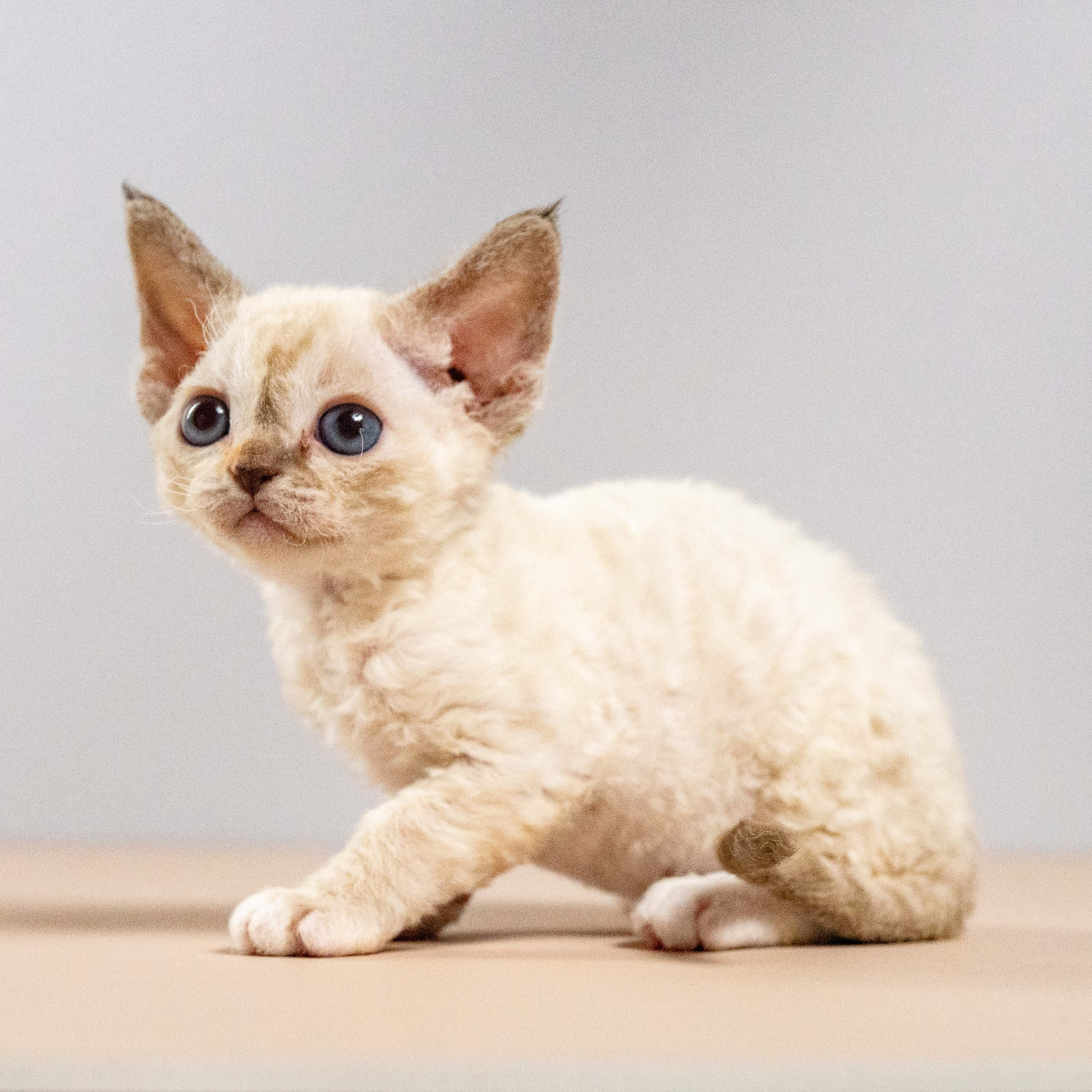 Lily, girl, born 12.20.2025. Devon Rex Pixie Cattery