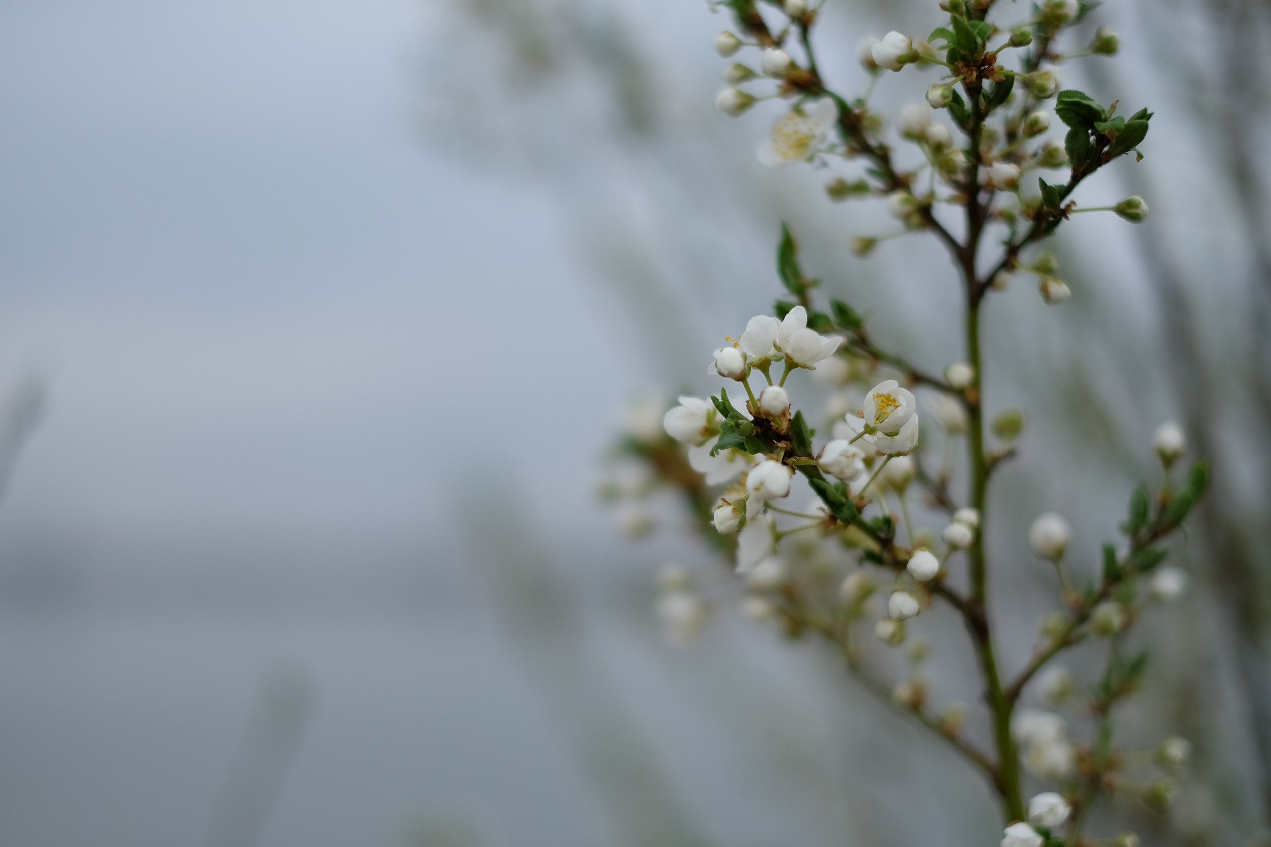 Flori. Pagina principală