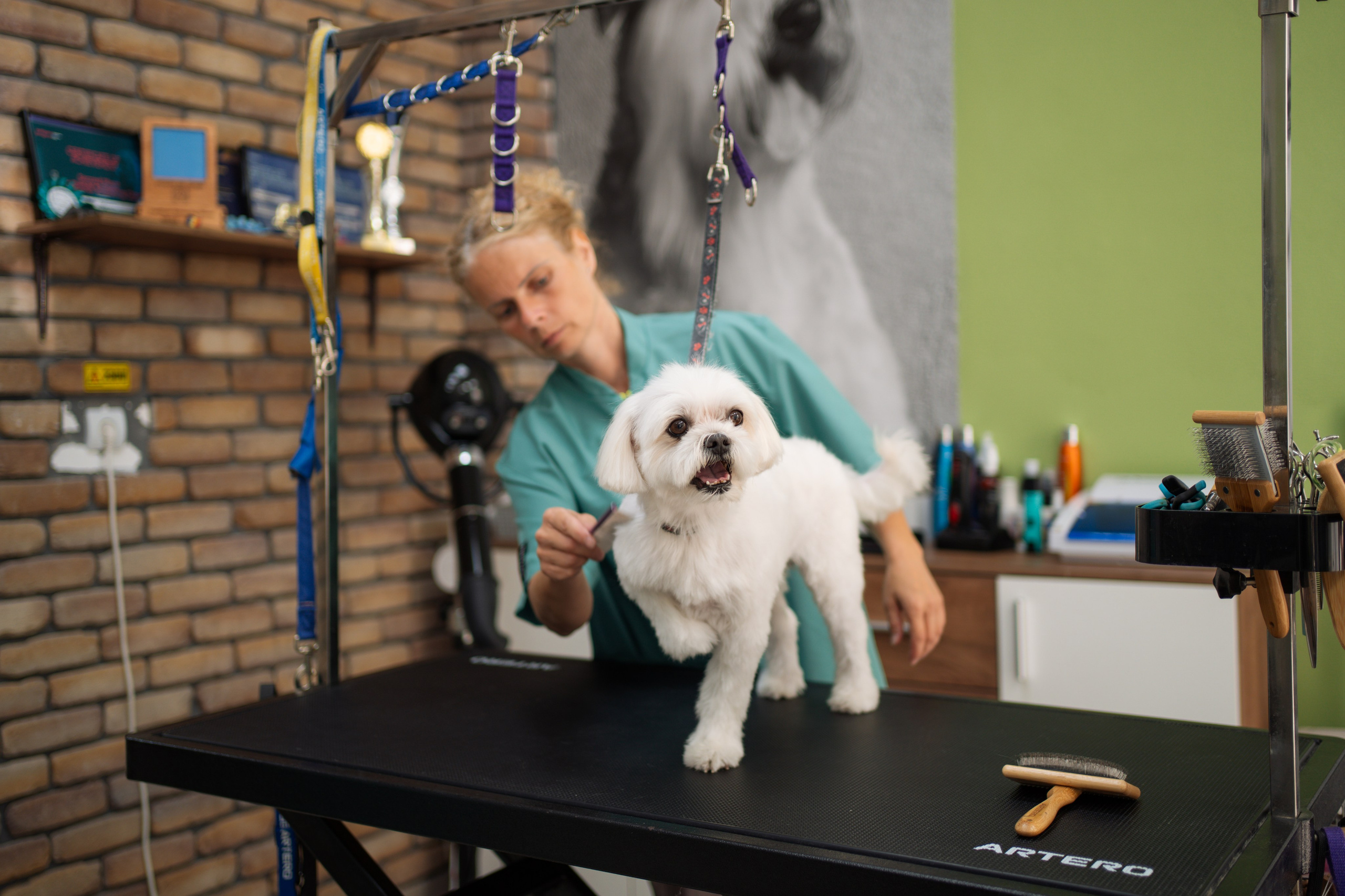PetGroom Timisoara. Cozac Cristian Photographer