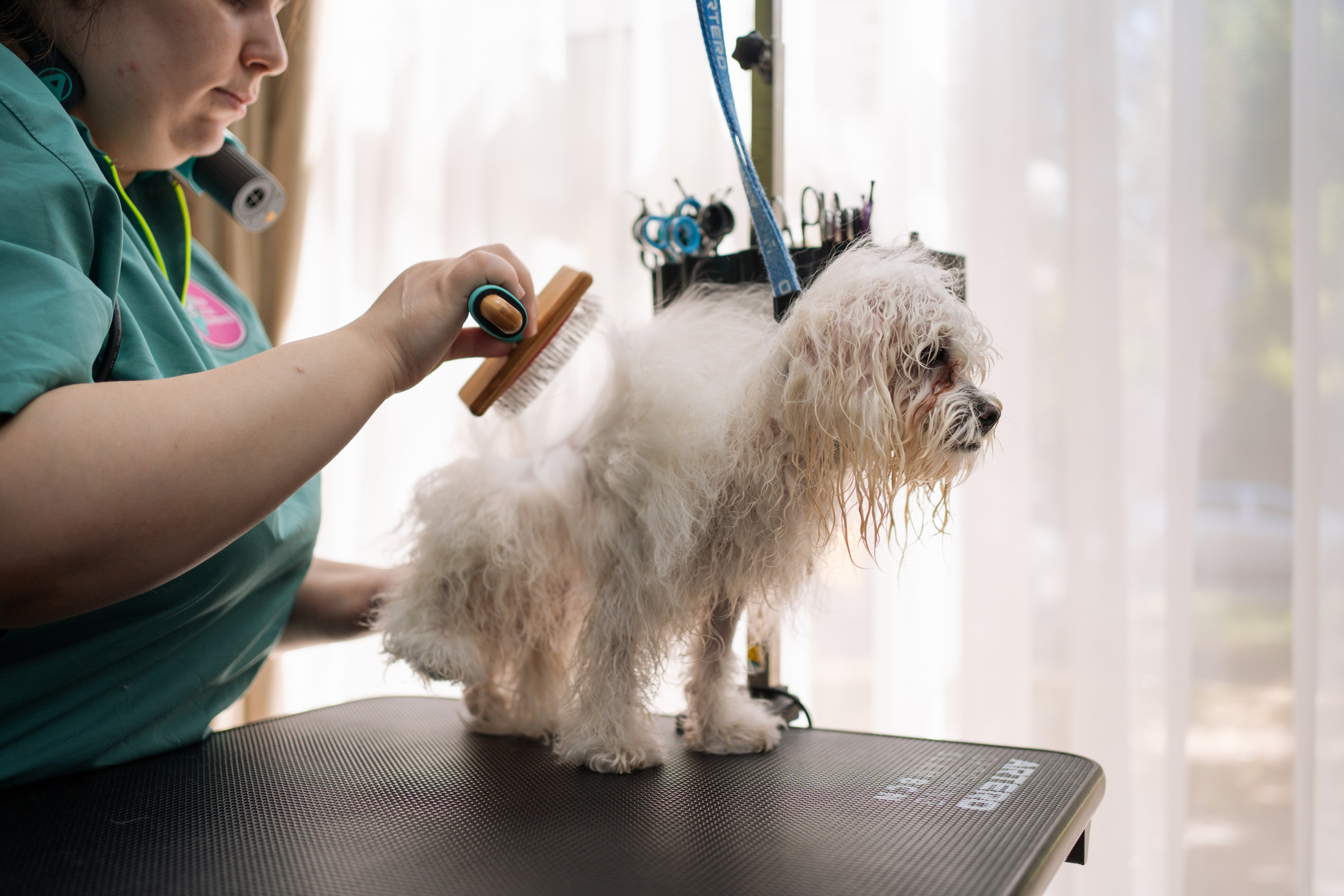 PetGroom Timisoara. Cozac Cristian Photographer