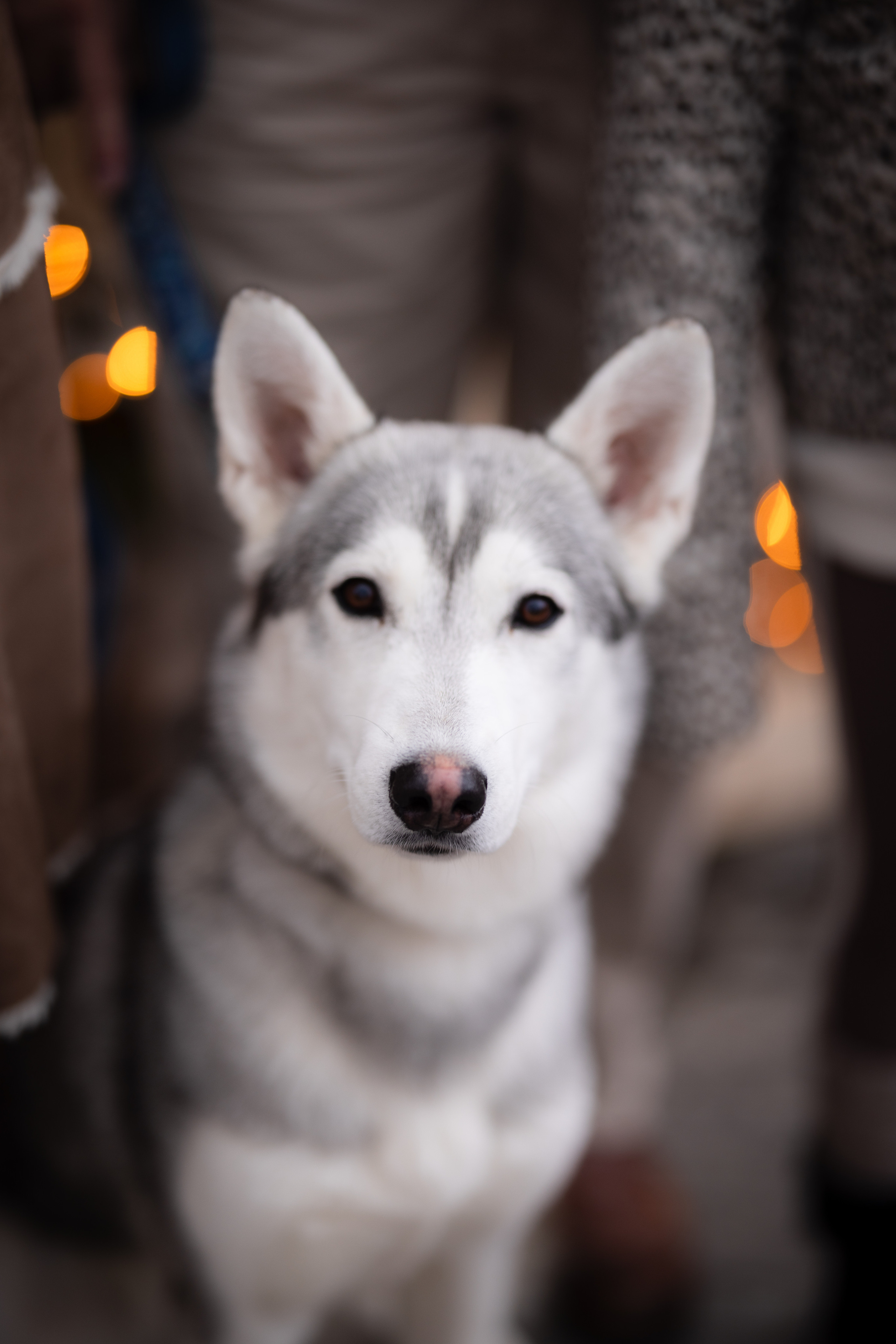 Christmas Minis Photo Day. Family photographer Zurich & Switzerland Daria Moore