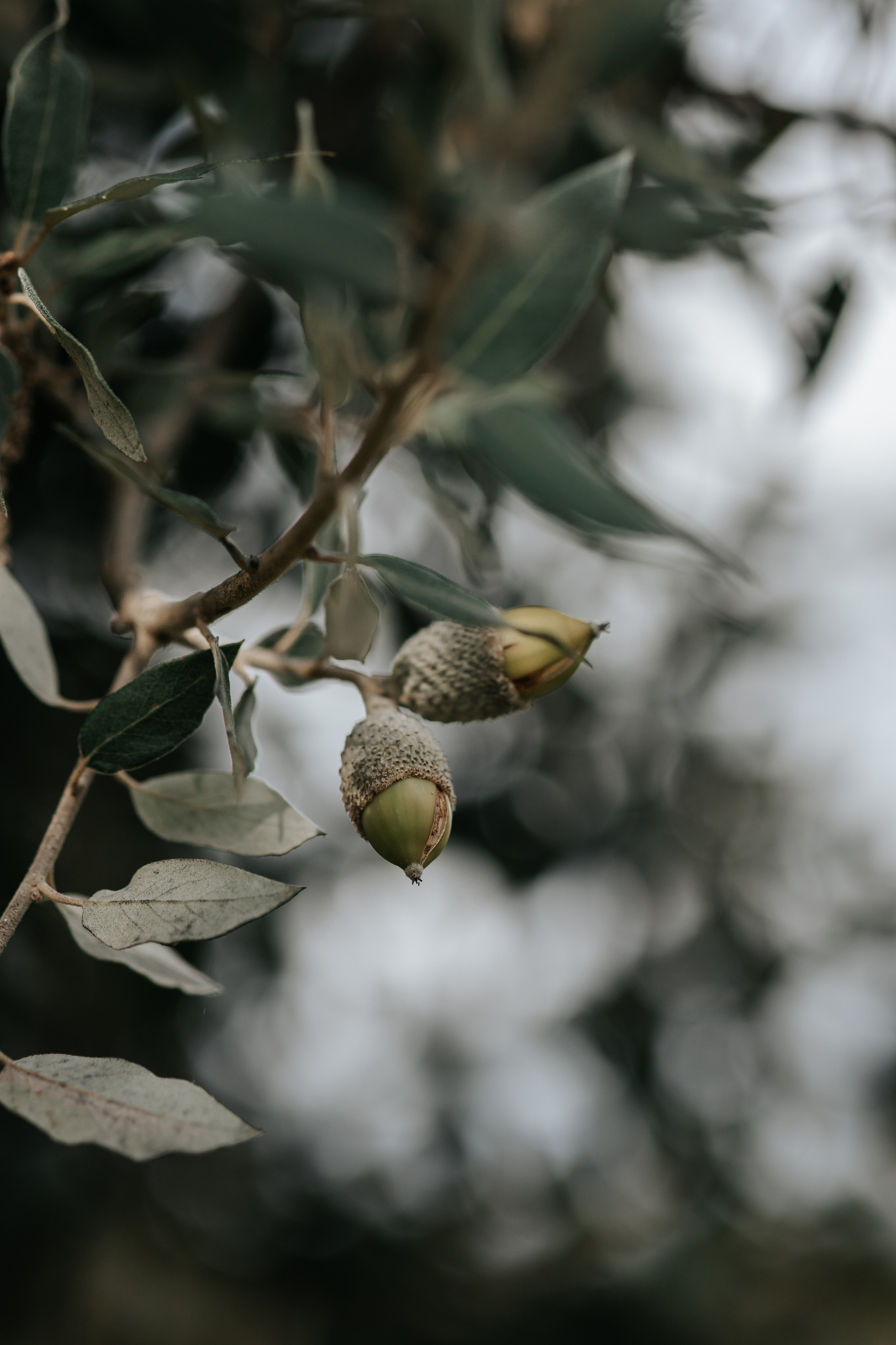 Marta+Adria, 27.09.2025, Can Caballe. Wedding photographer in Catalonia