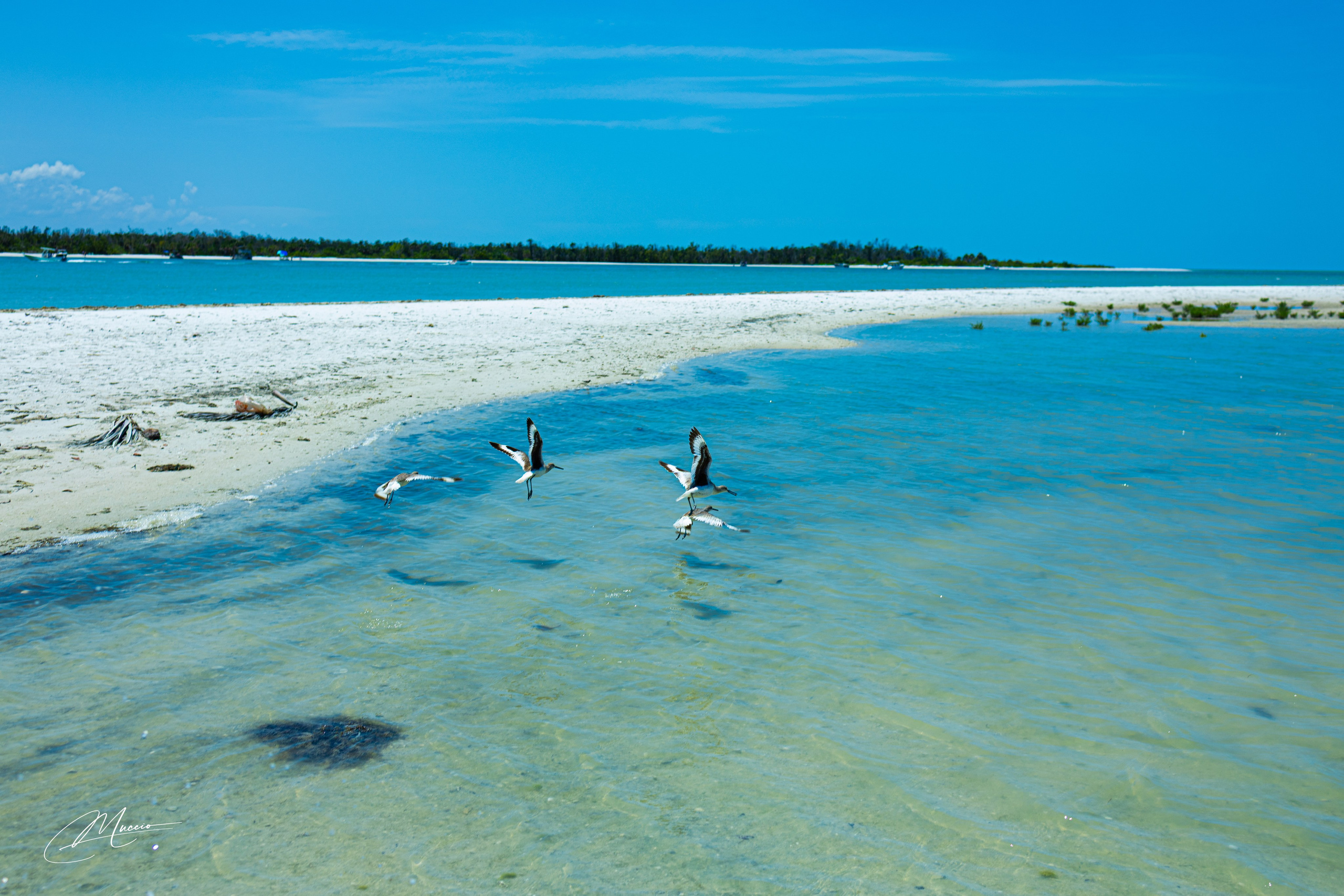 Fort Myers. Out and About 239