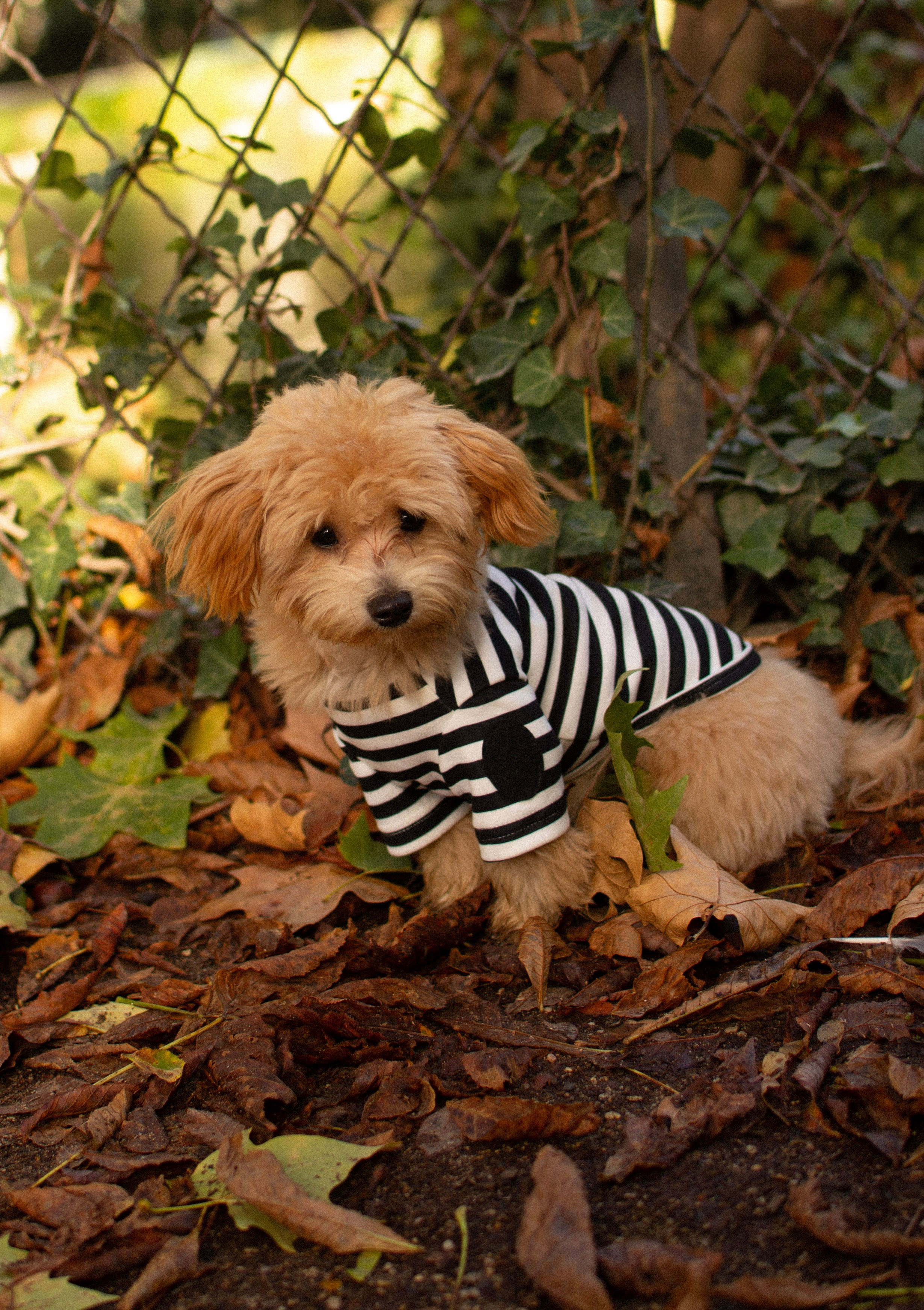 Barney, Nastya et Kolya. Photographe animalier à Paris Anna Pereira