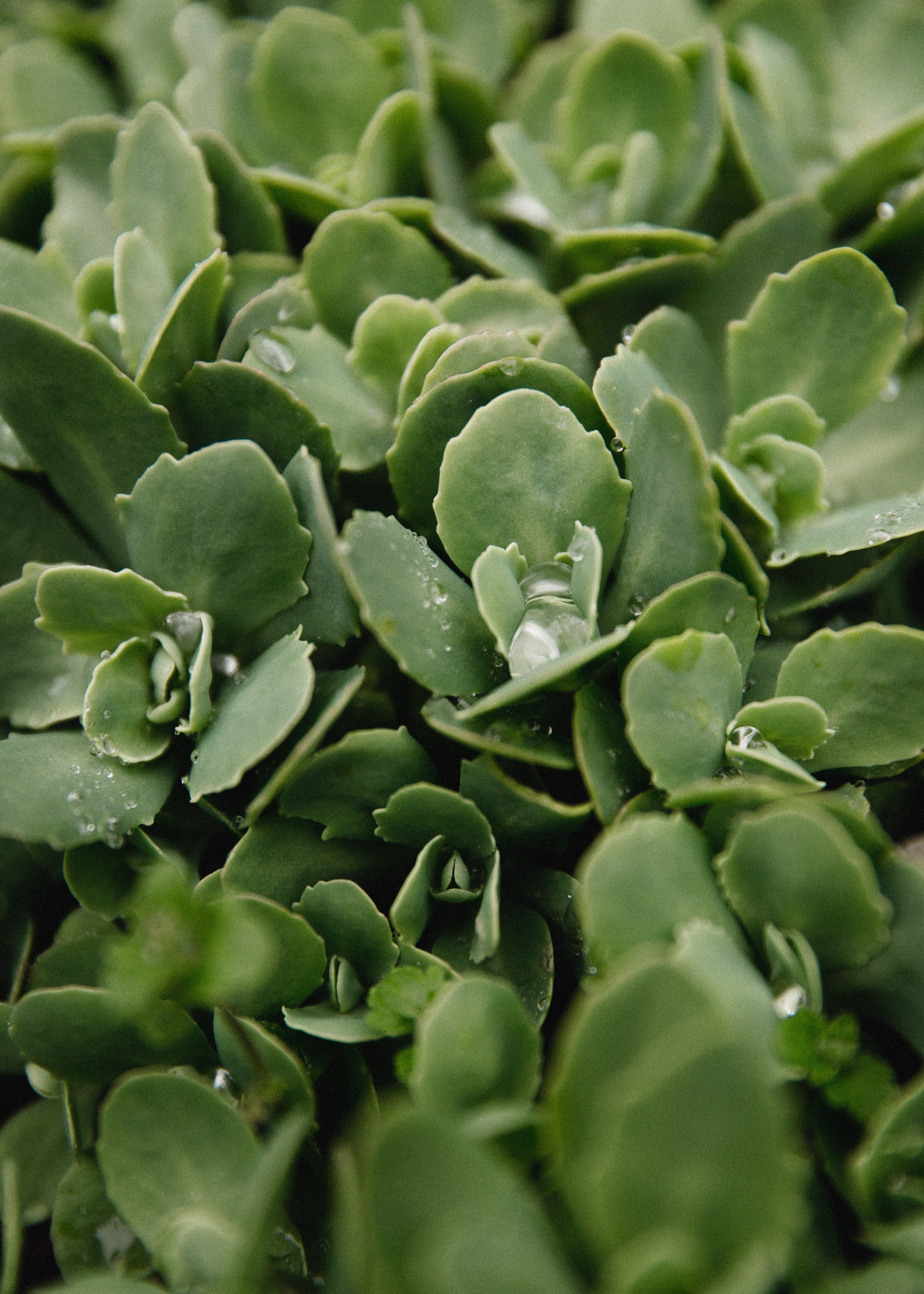 Botanical garden in Wroclaw. Kaja | fotograf we Wrocławiu | ludzie i psy