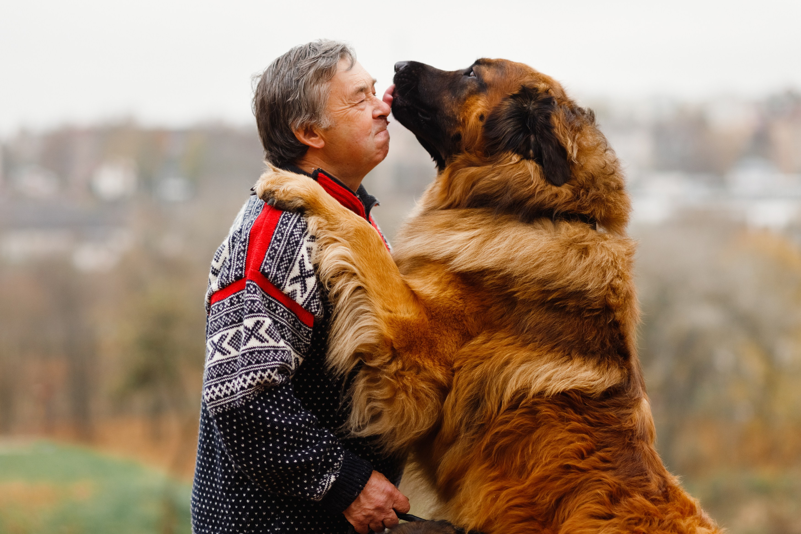 Leonbergers. Kaja | fotograf we Wrocławiu | ludzie i psy