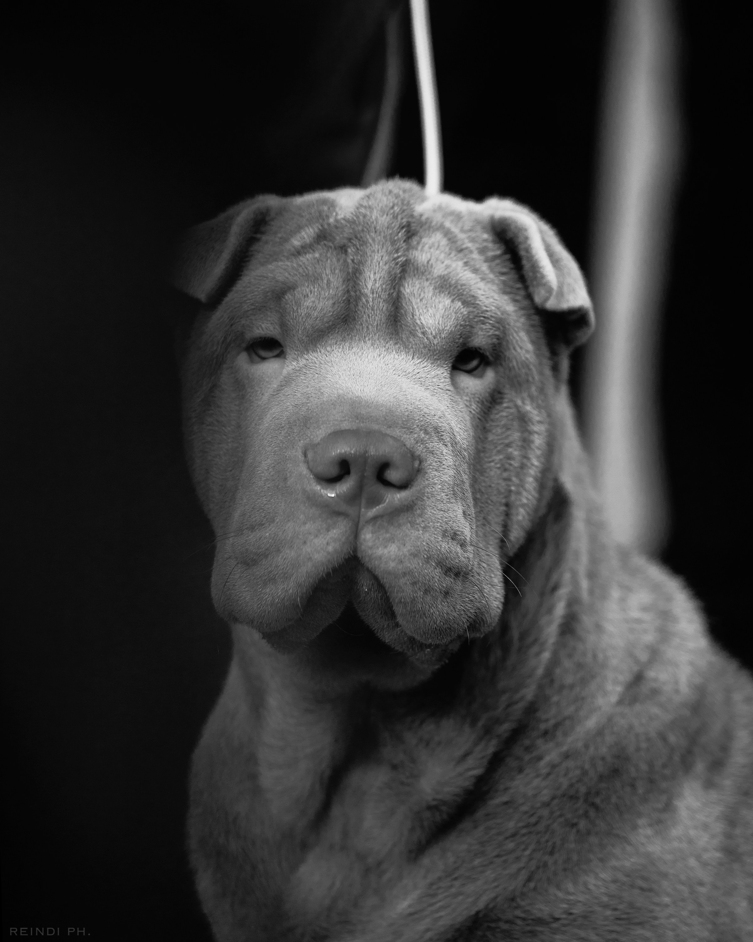 «Argus» dog show in Brest. Kaja | fotograf we Wrocławiu | ludzie i psy