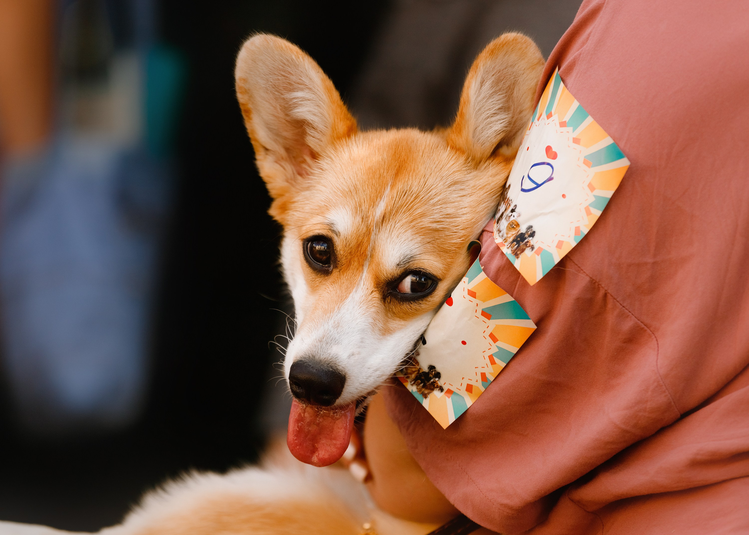 «Argus» dog show in Brest. Kaja | fotograf we Wrocławiu | ludzie i psy