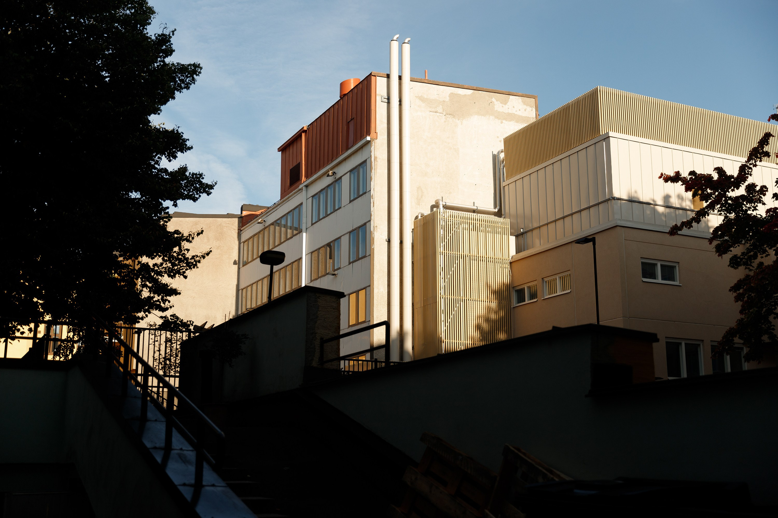 Helsinki. Kaja | fotograf psów we Wrocławiu