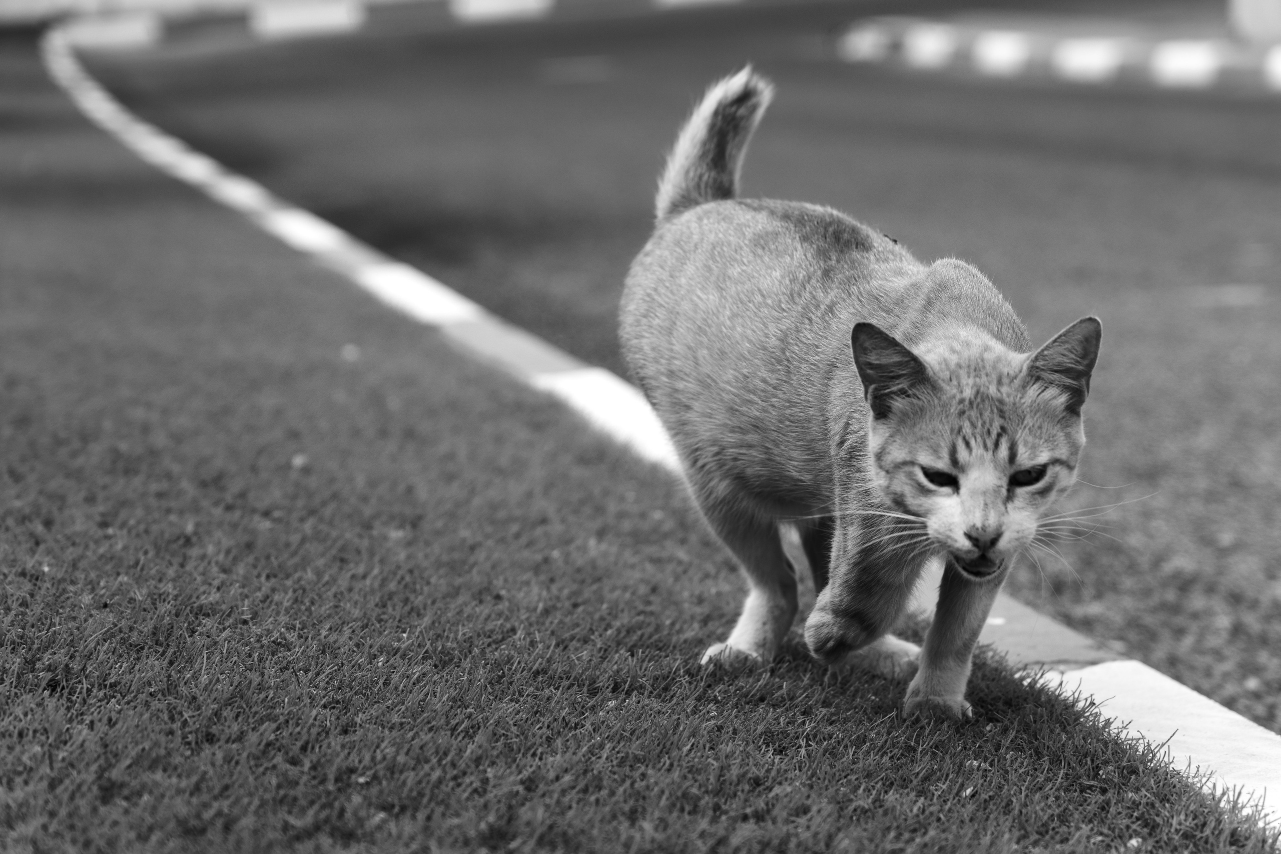 Random cat's. Главное меню