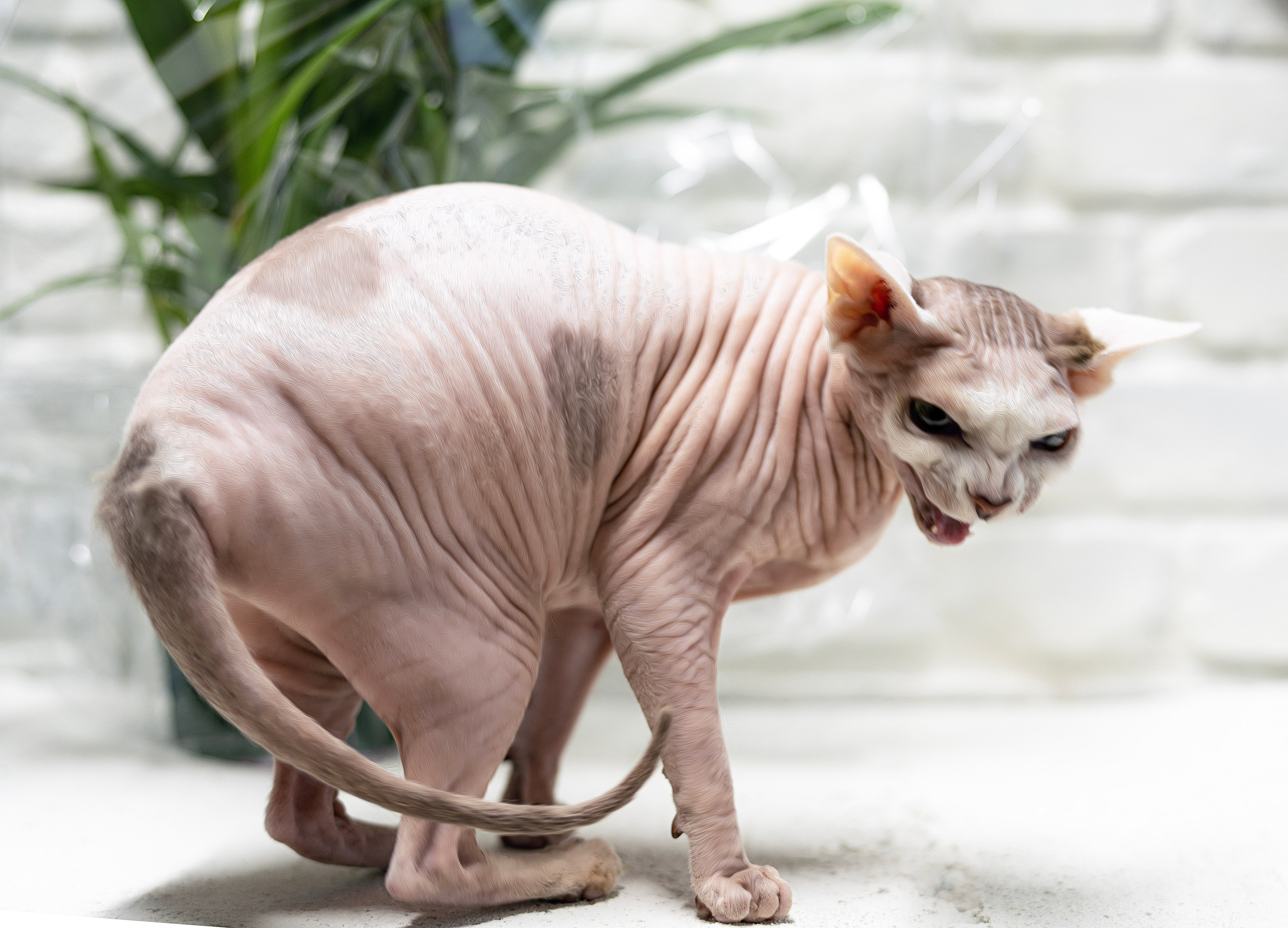 Katzen. LUKIN IGOR Photography