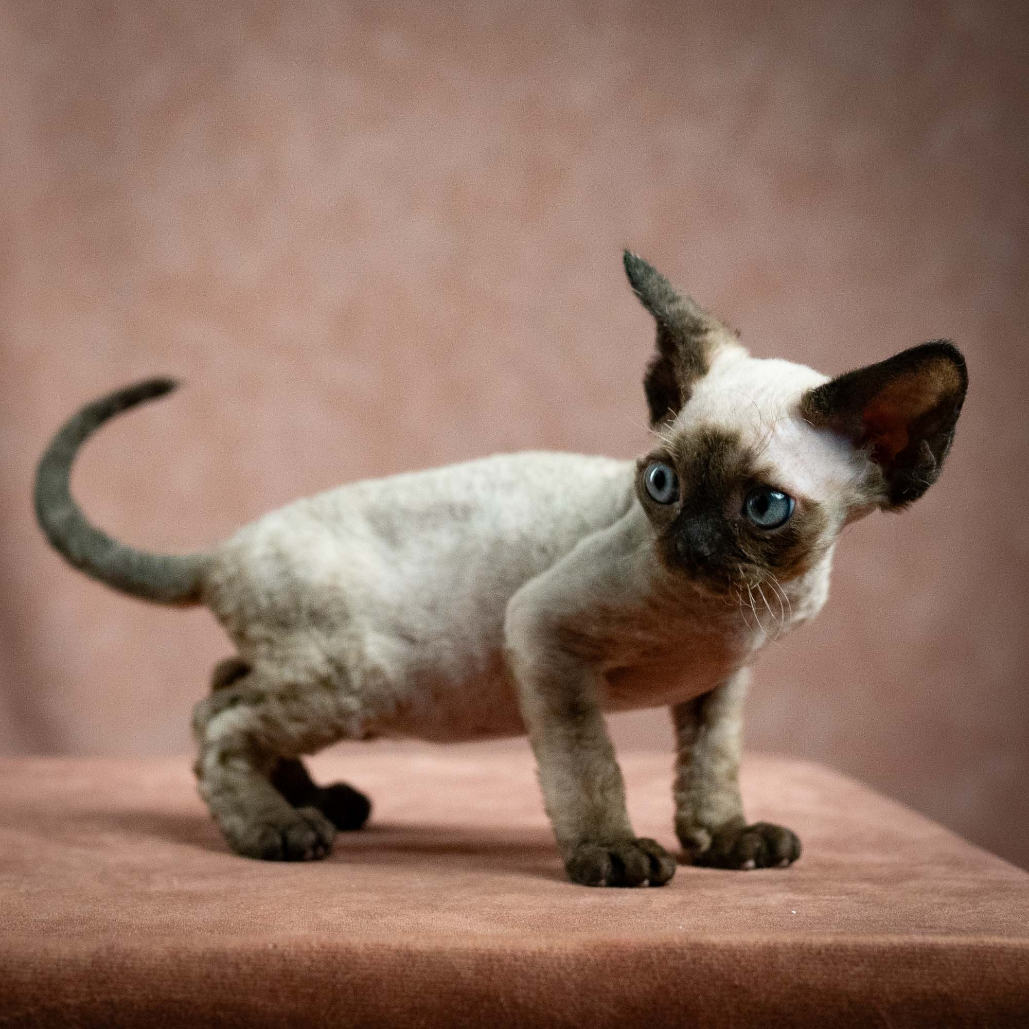 Leo, boy, born 12.20.2025. Devon Rex Pixie Cattery