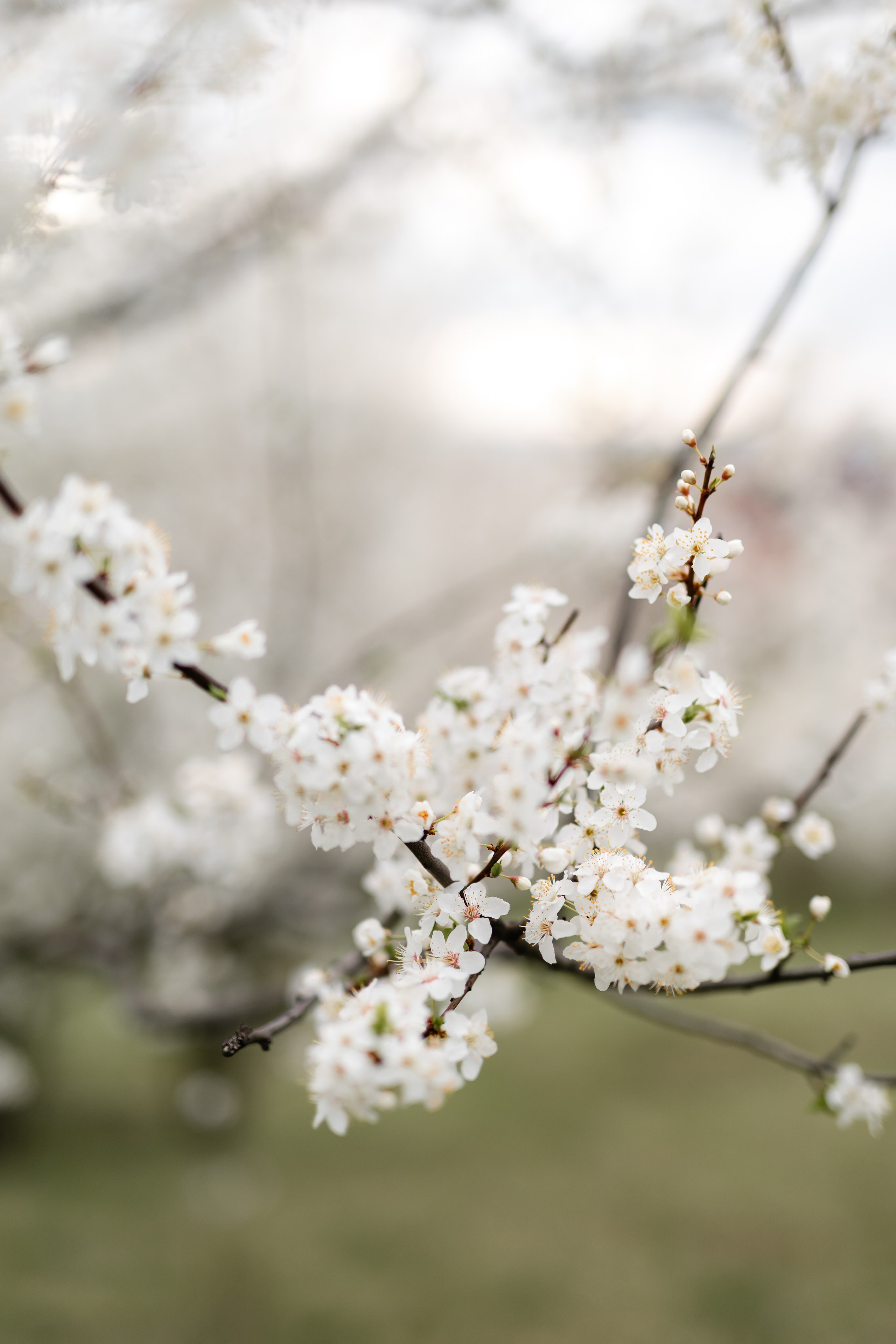 Casiana & Victor. Main