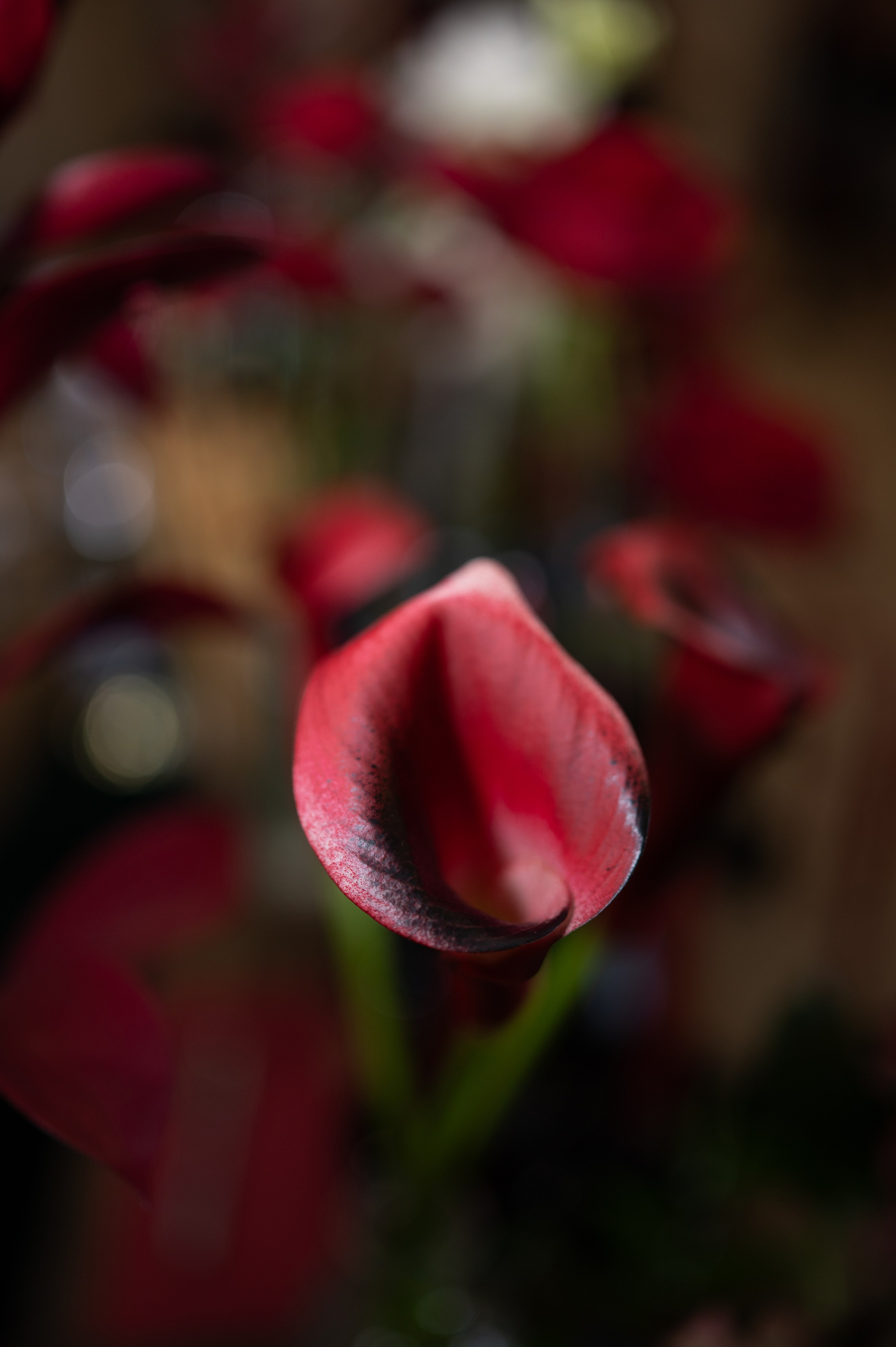 Wedding photos. Alexandra Hanu Photographer