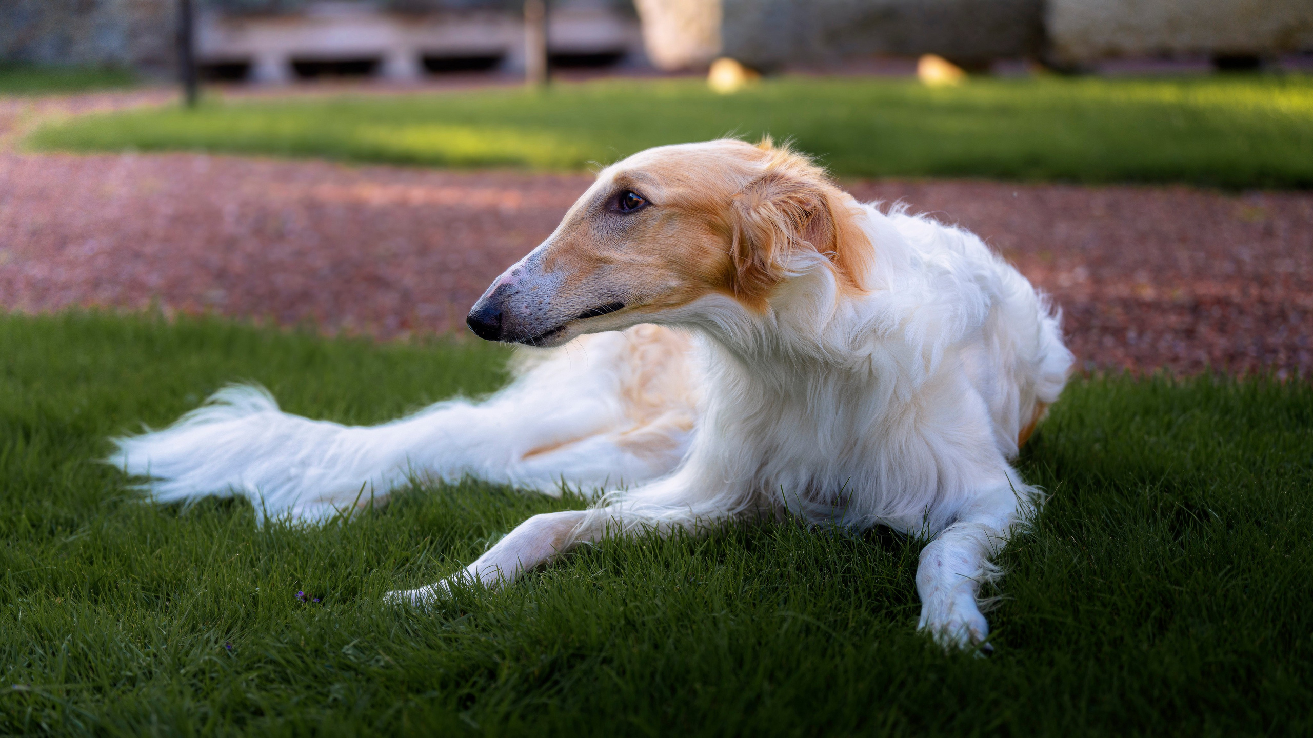 FUNNY ANIMALS ВЕСЁЛЫЕ ЖИВОТНЫЕ. LUKIN IGOR Photography