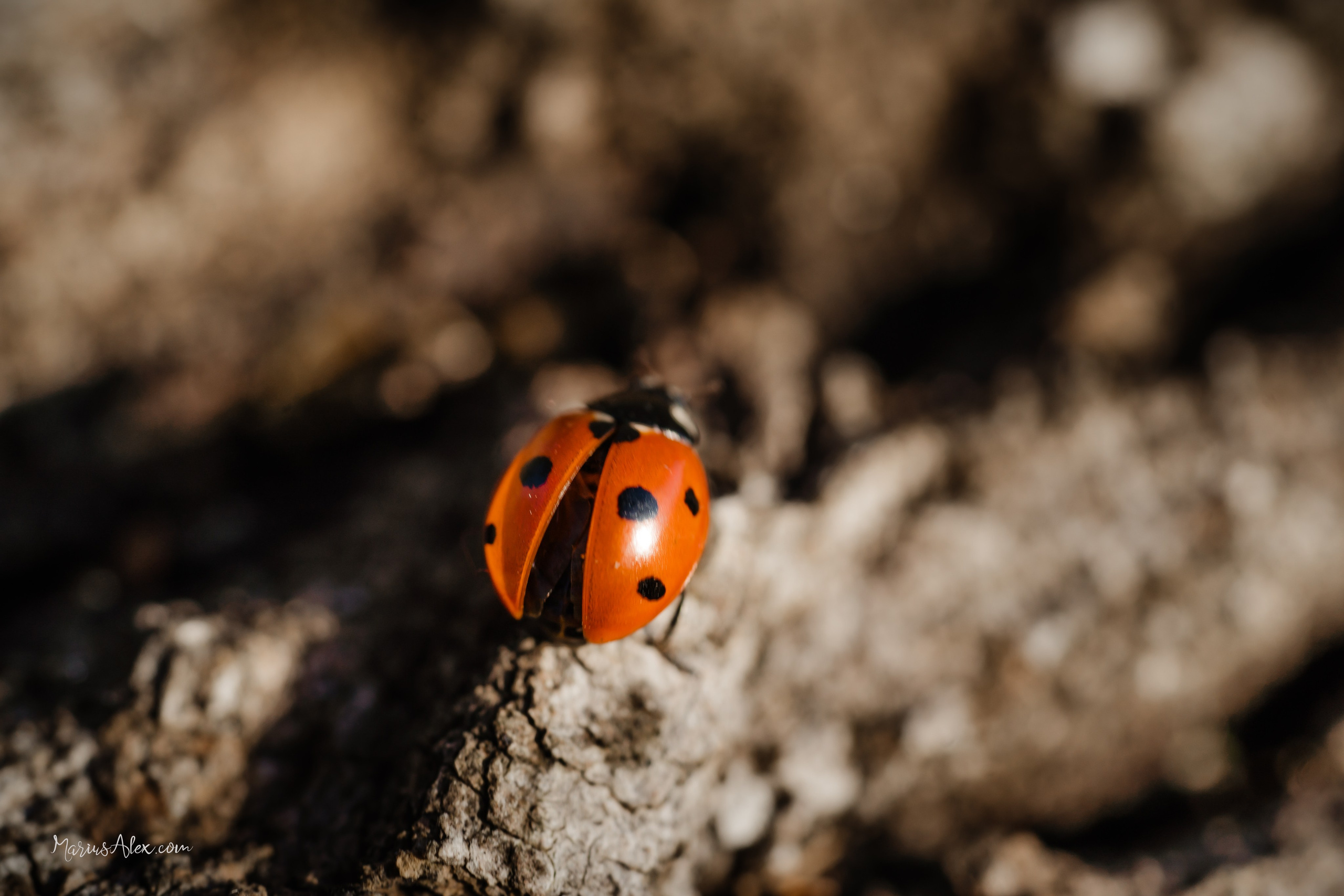Sofia - Soare si frunze🍁🍁🍁. Marius Alex fotograf de eveniment si portret din Suceava