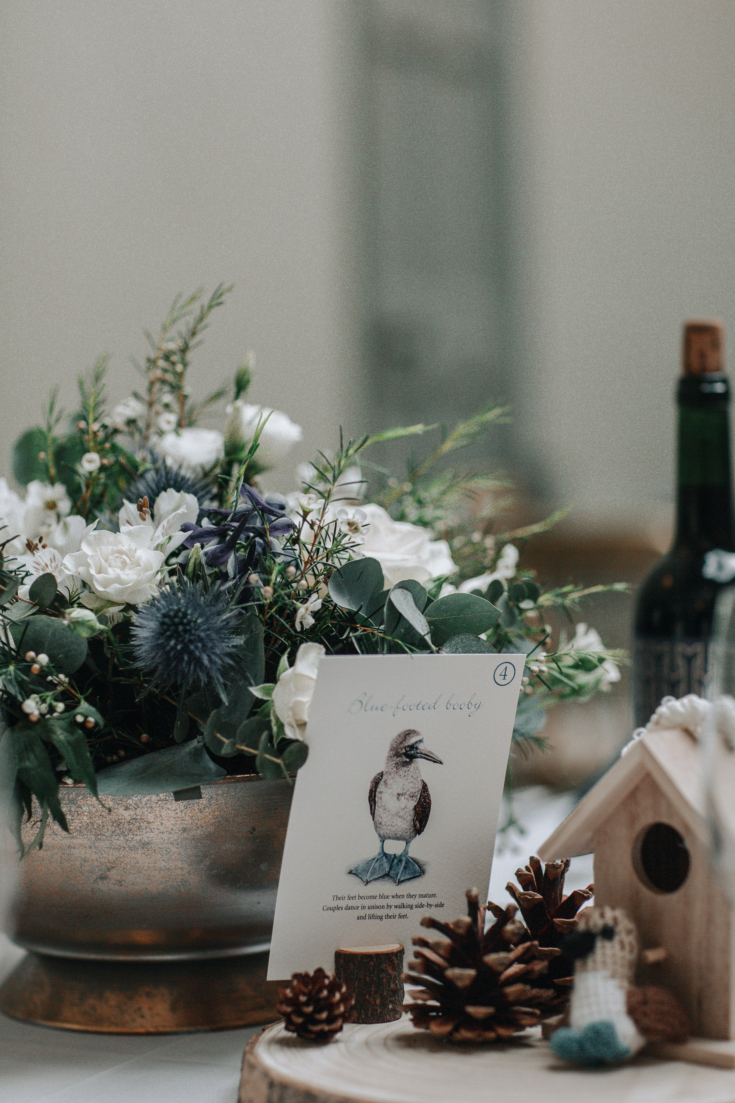 GEMMA + BIANCA. Main