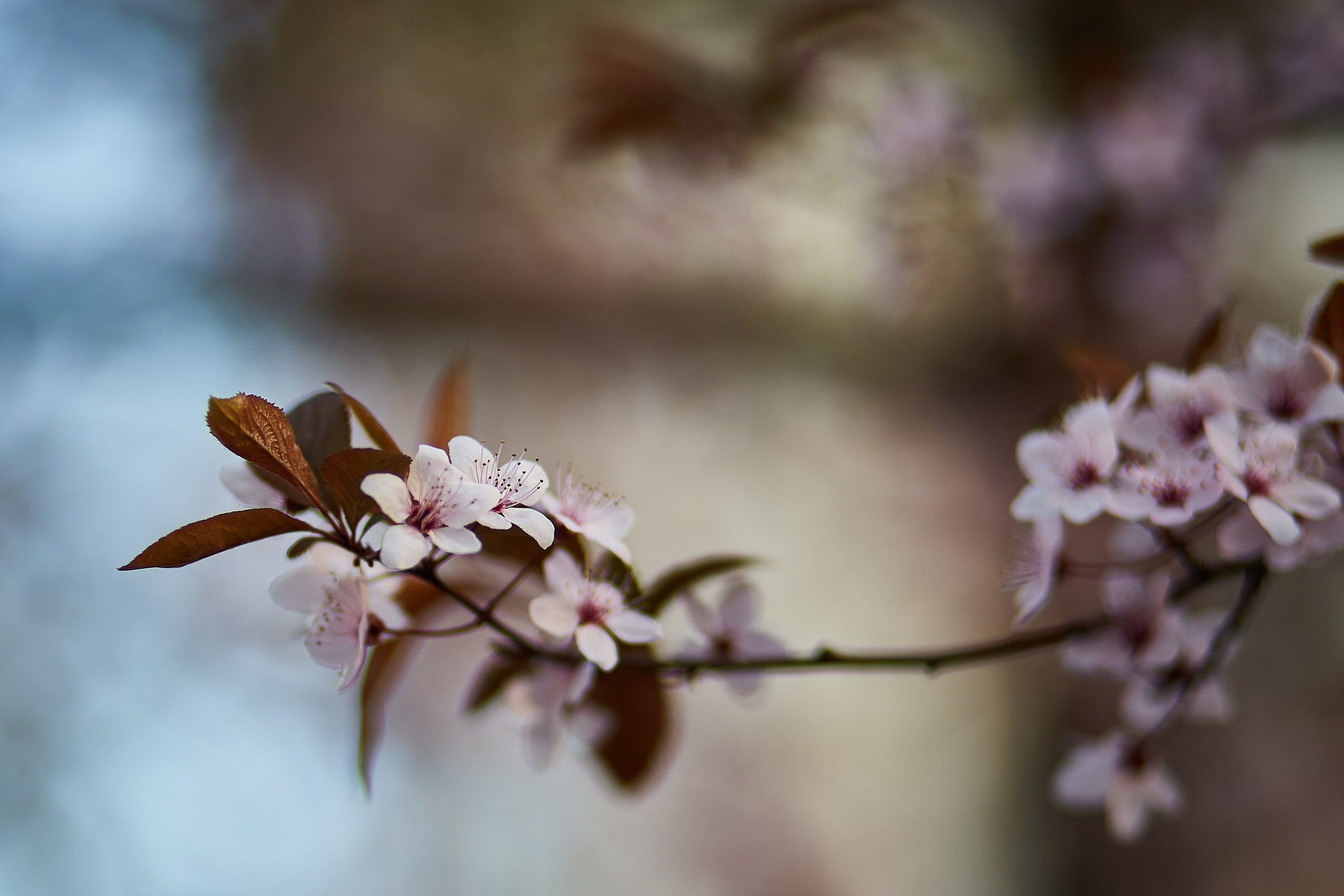 Flori. Pagina principală