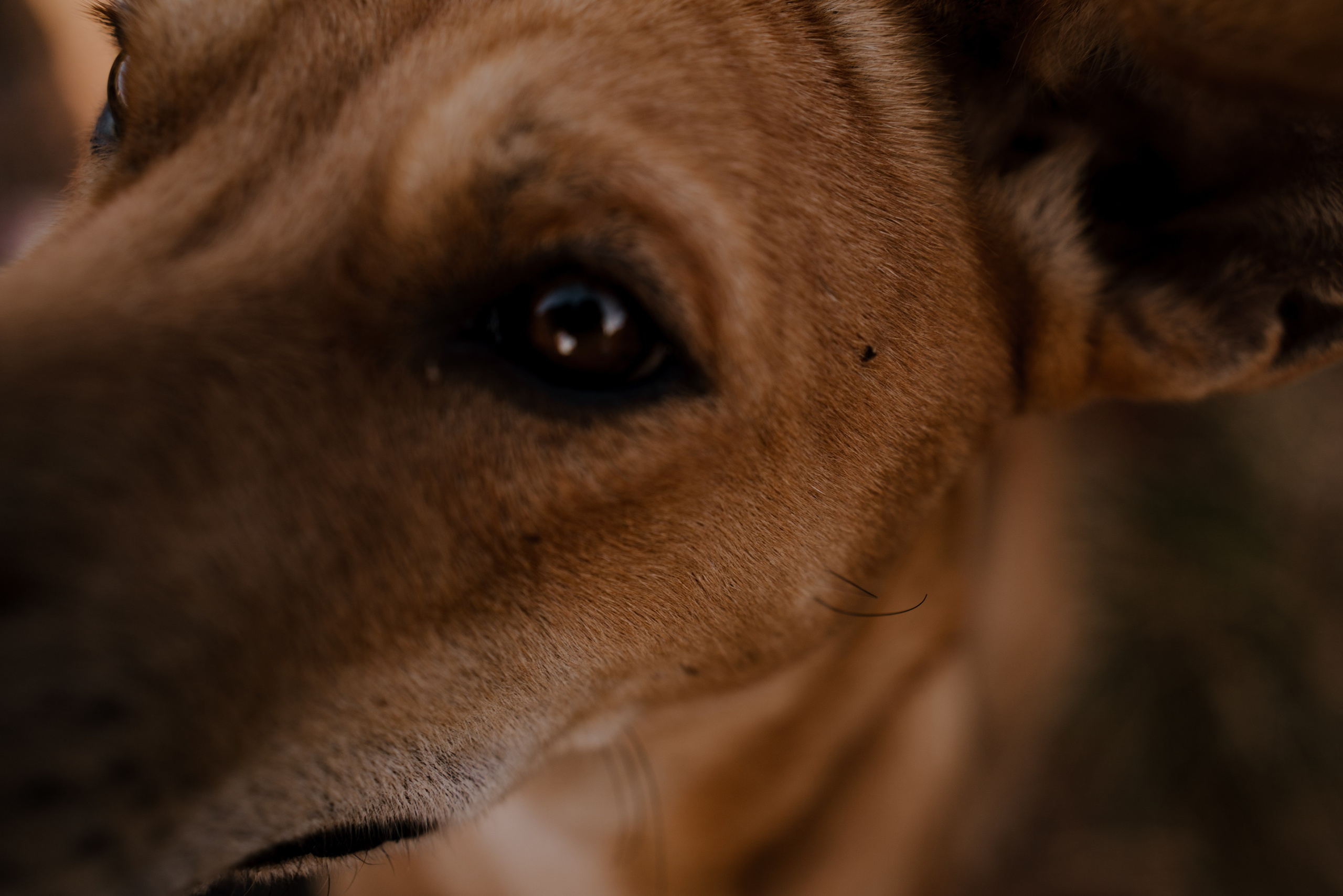 Greeshma & Vignesh. Agam Vizha