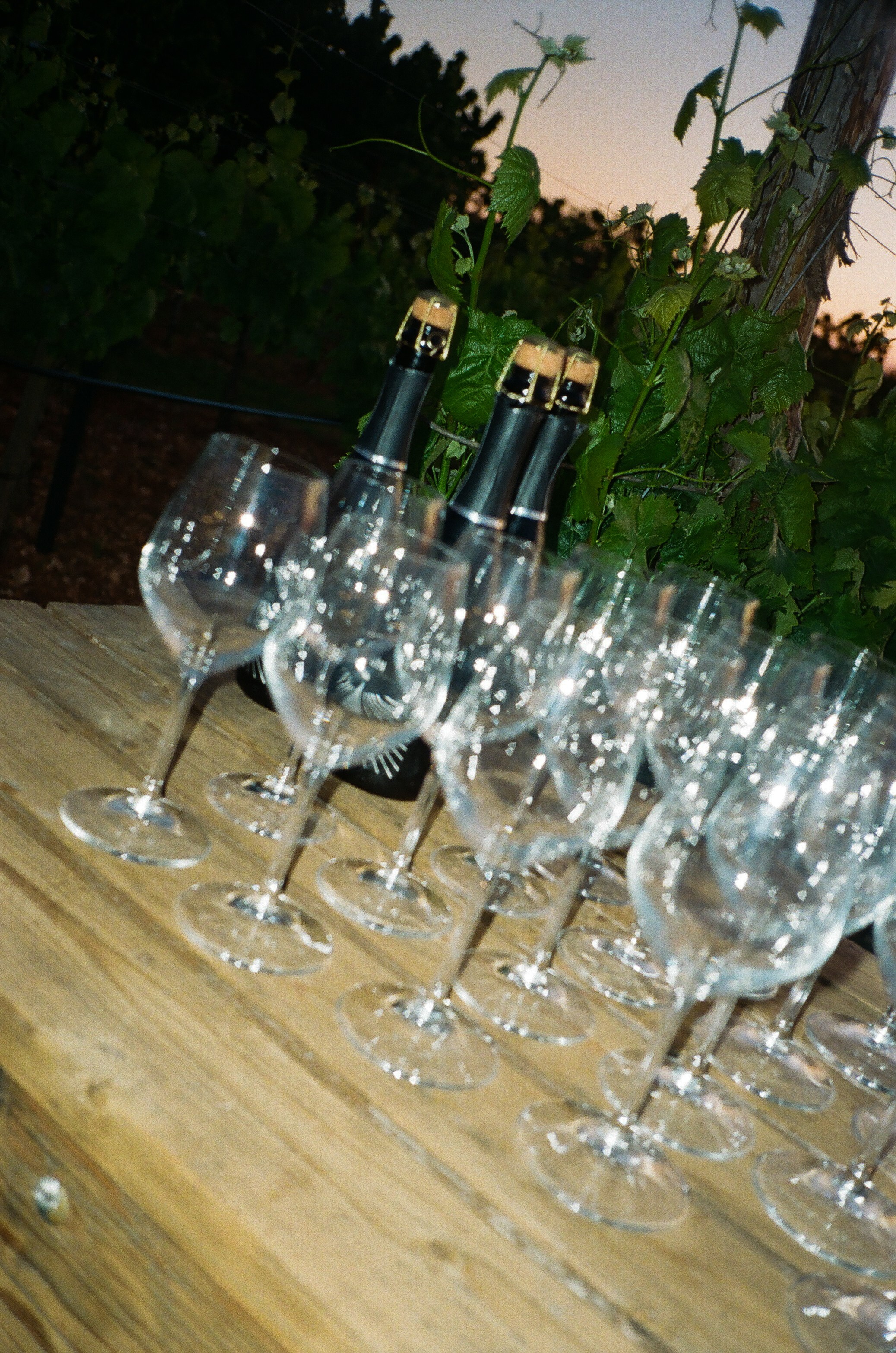 Stephanie & Christian film photos. Весільний фотограф Вікторія Саврук