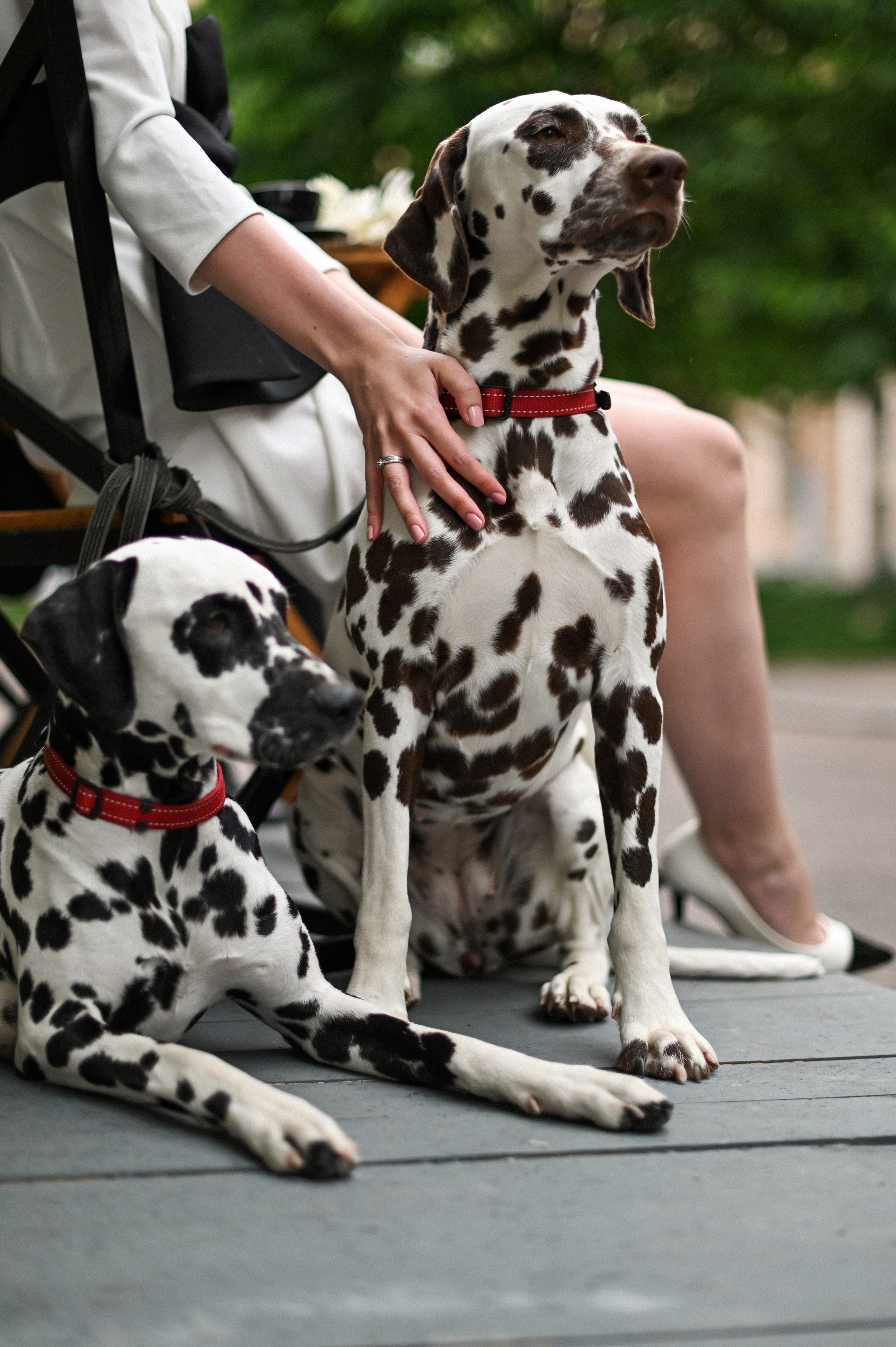 История с далматинцами. Детский и семейный фотограф в финляндии дина пулкка. контент фотограф