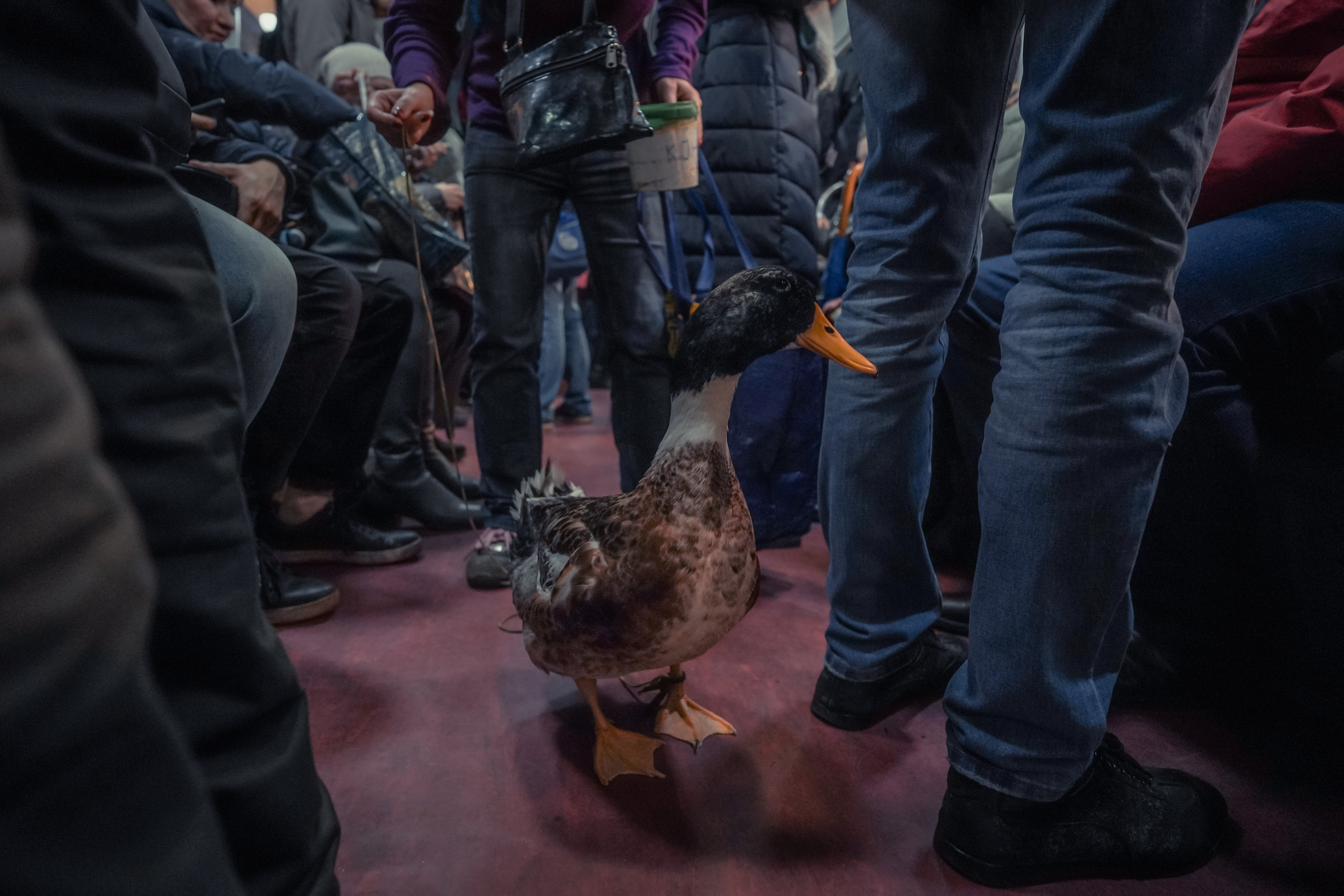 Пернатый психоз. Стрит-фотография, полная абсурда, идиотизма и красоты