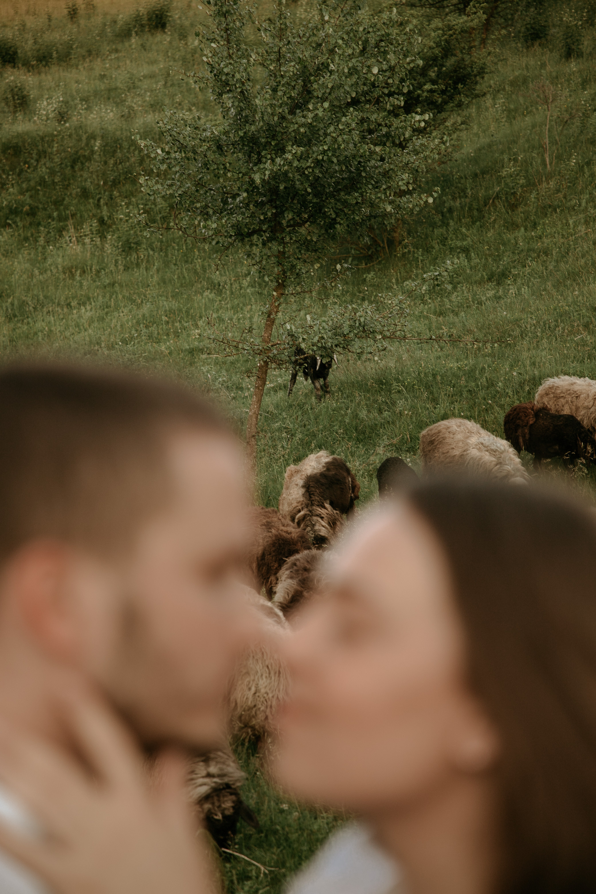 Sheepland. Wedding and family photographer