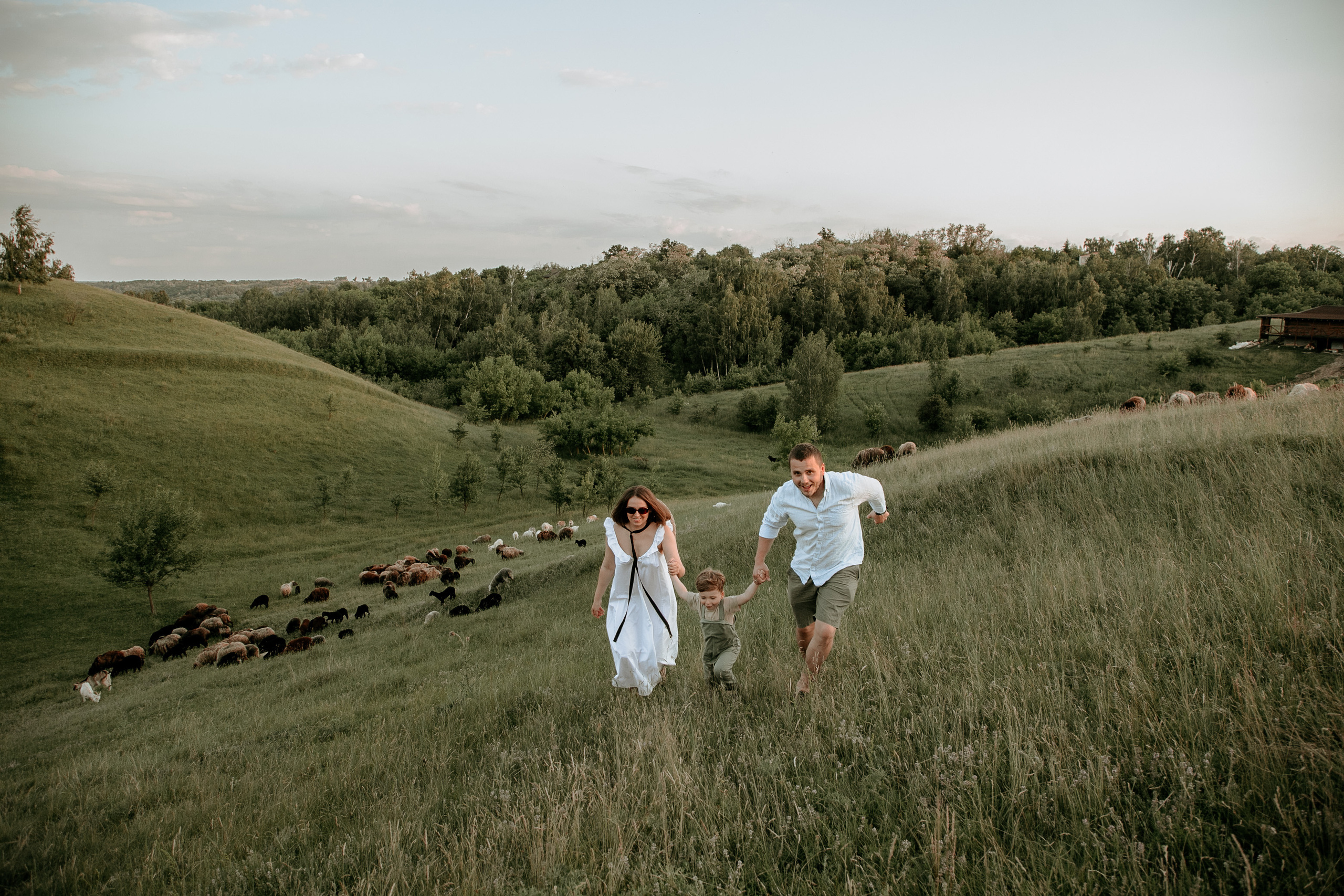 Sheepland. Wedding and family photographer