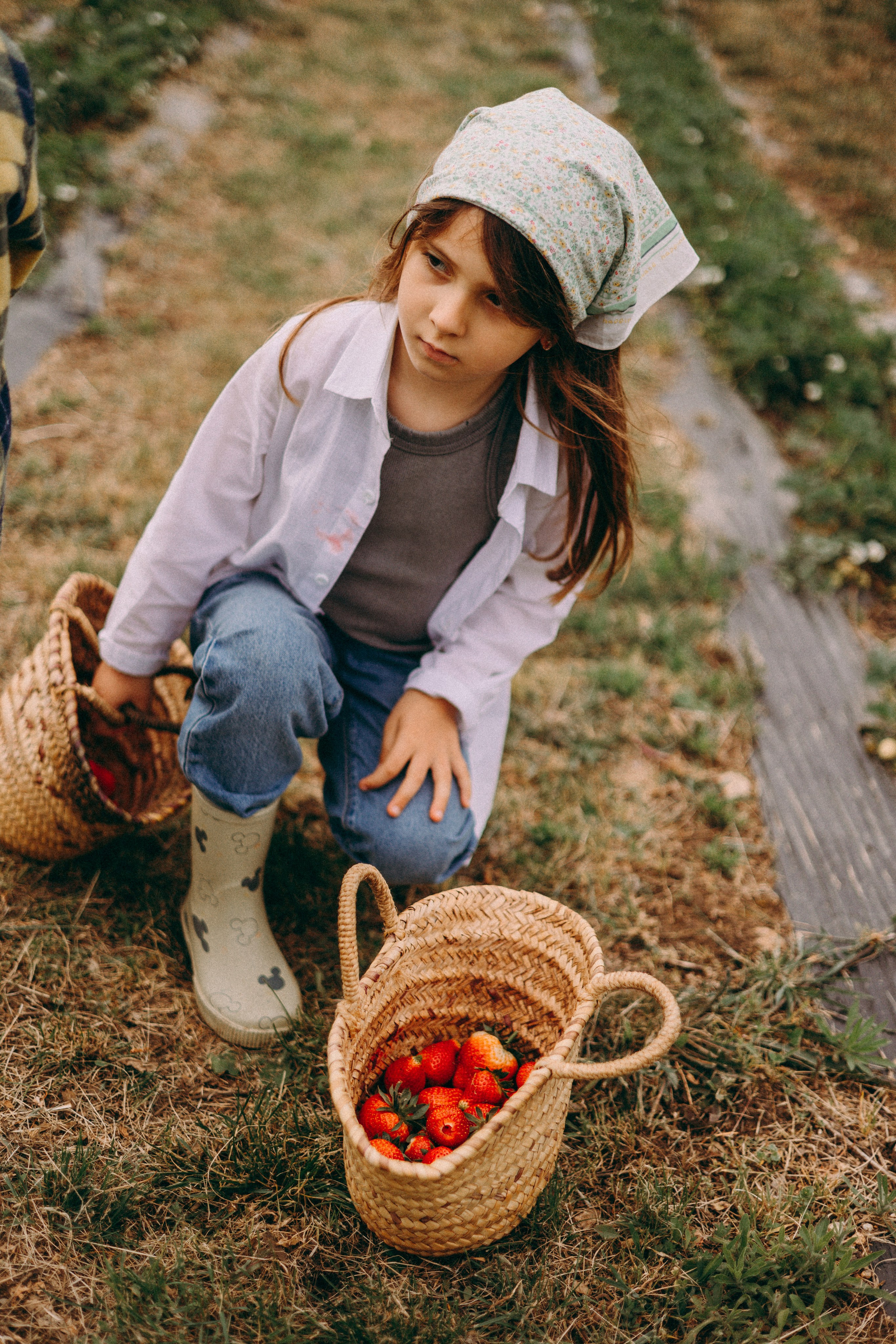 Cueilette fraise. Photographe en Côte d’Azur