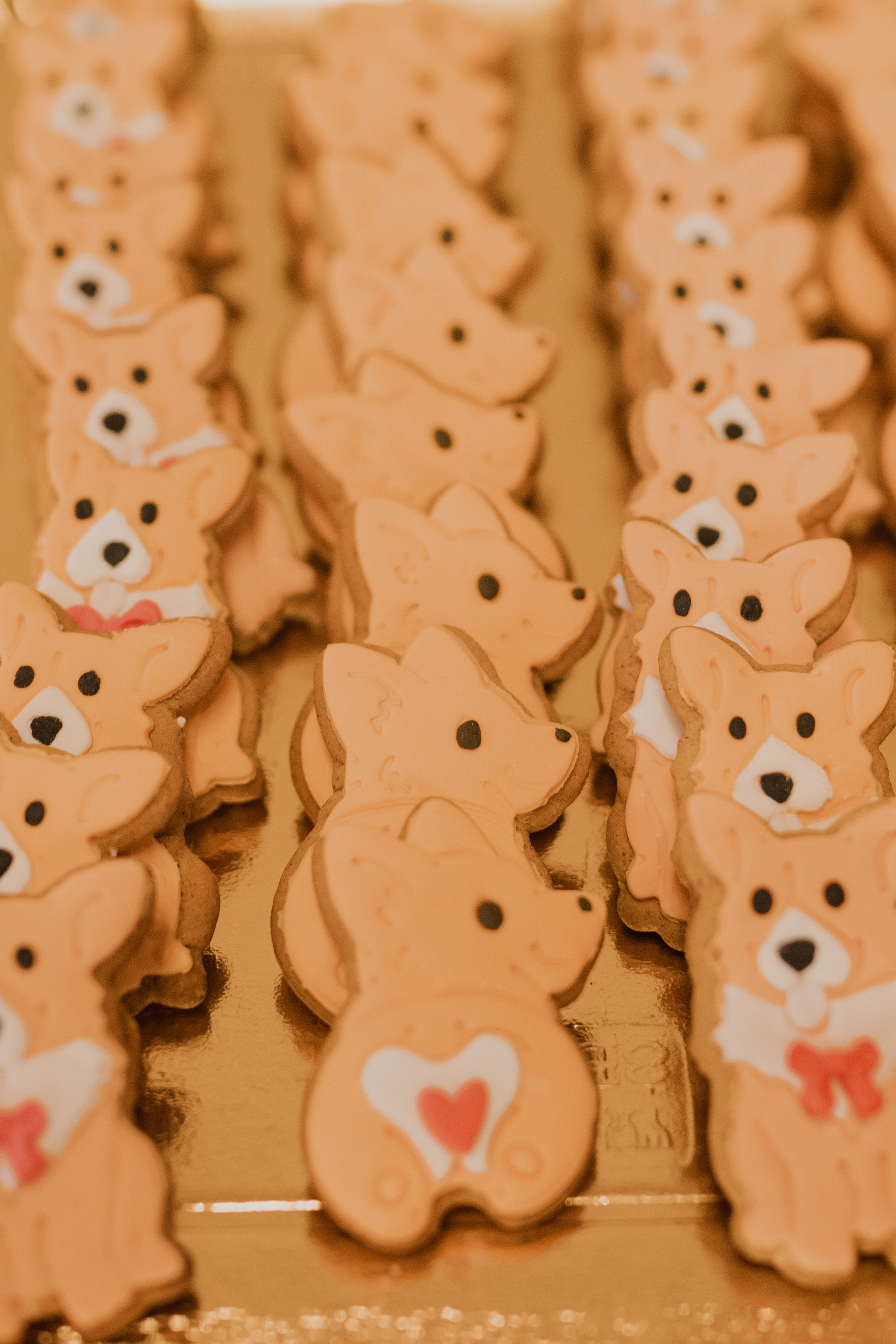 Corgi fest. Event Photography