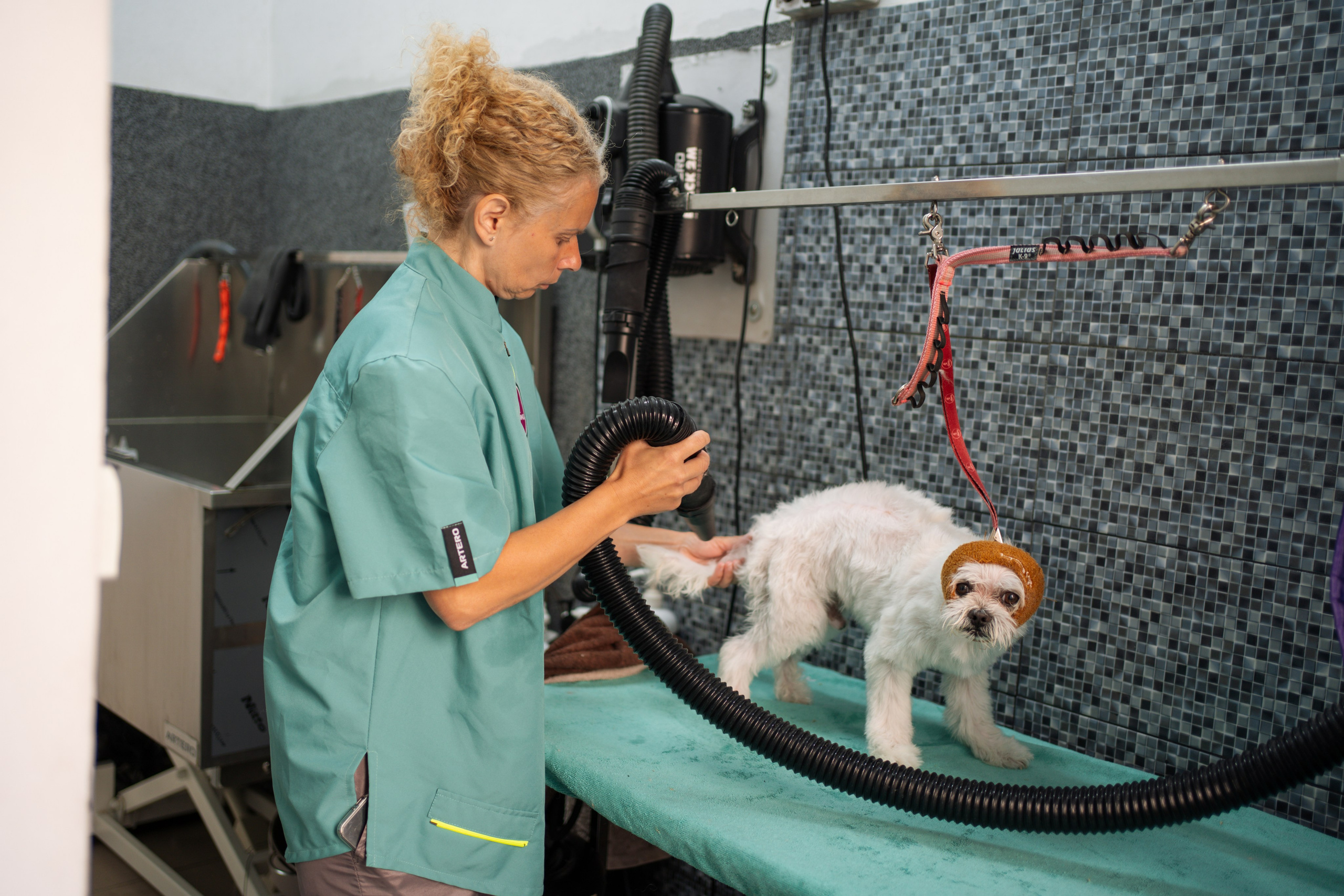 PetGroom Timisoara. Cozac Cristian Photographer