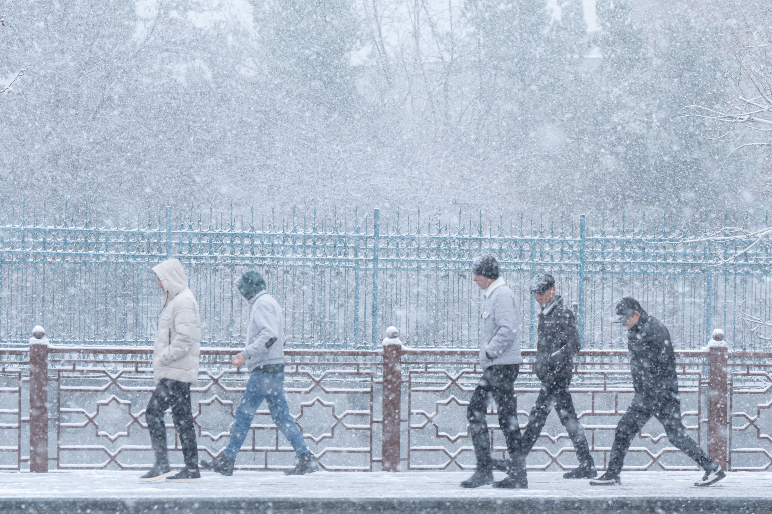 Первый снег в 2024 году. Георгий Намазов | Фотограф в Ташкенте
