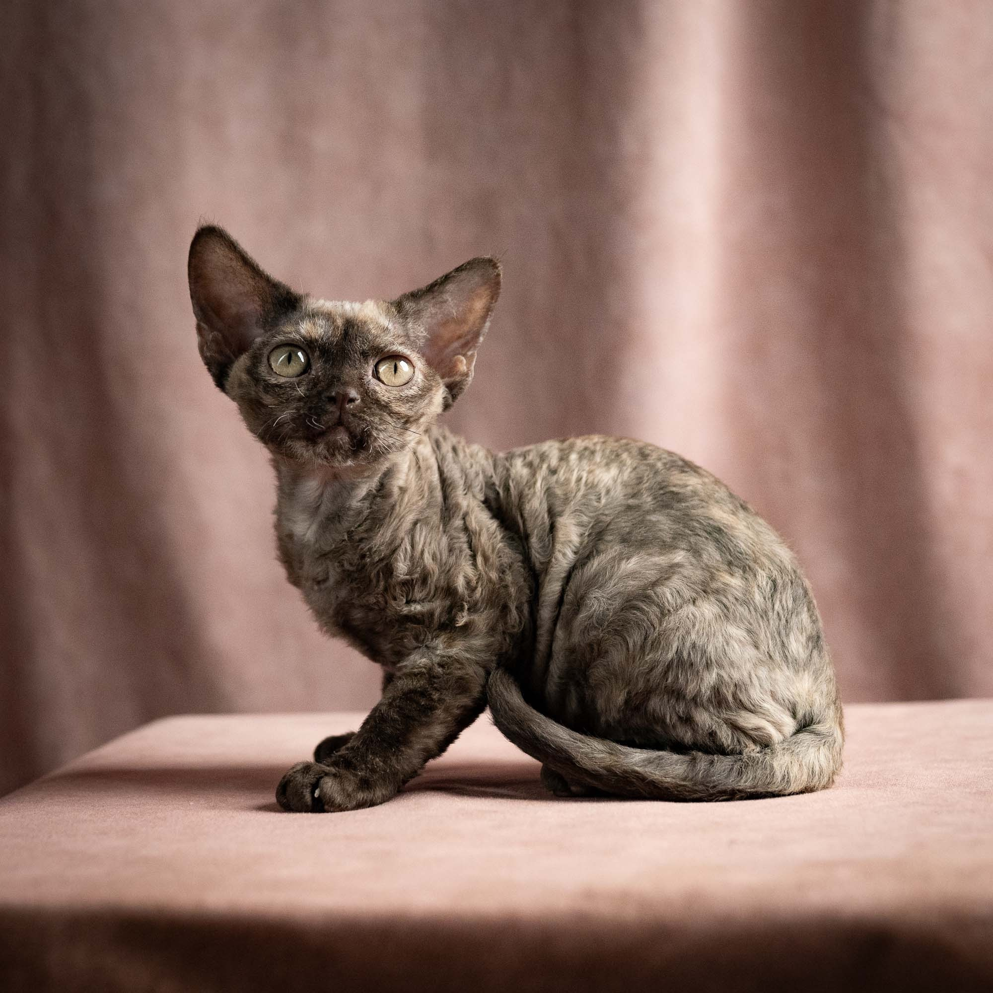 Olivia, girl, born 02.08.26. Devon Rex Pixie Cattery