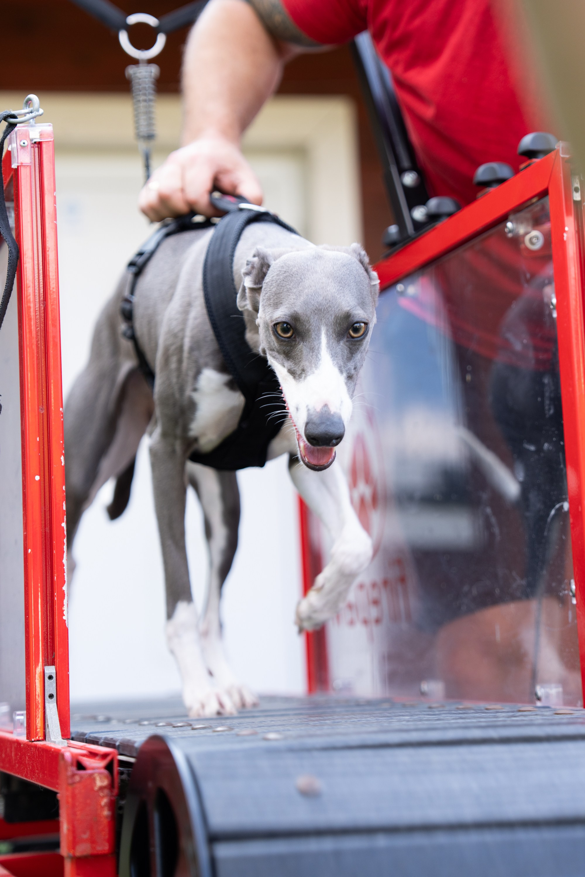 Heppi Dogo fest 2025. Vita Klimaševska ○ Fluffy Soulmate Photography