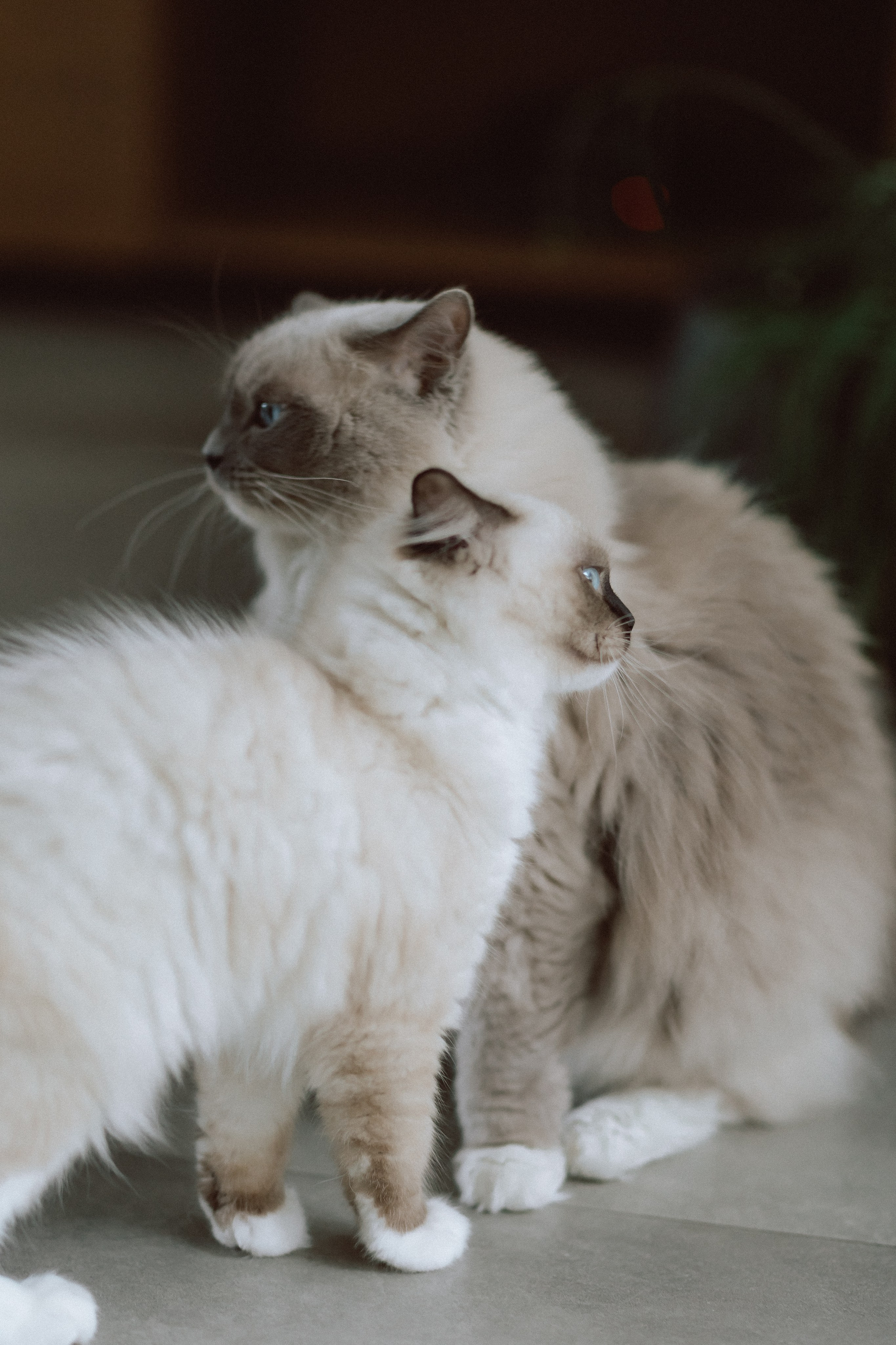 Wedding in Prague’s heart