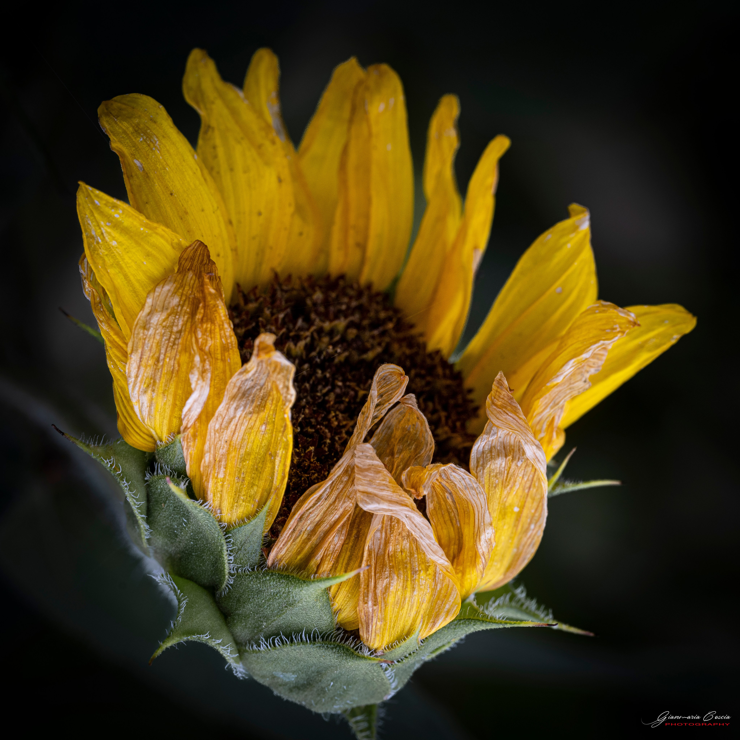 Fiori. “Gianmaria Coscia fotografo per passione”