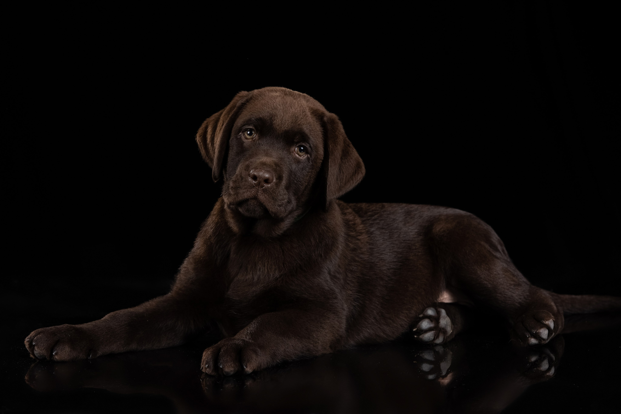 Шоколадний лабрадор ретривер