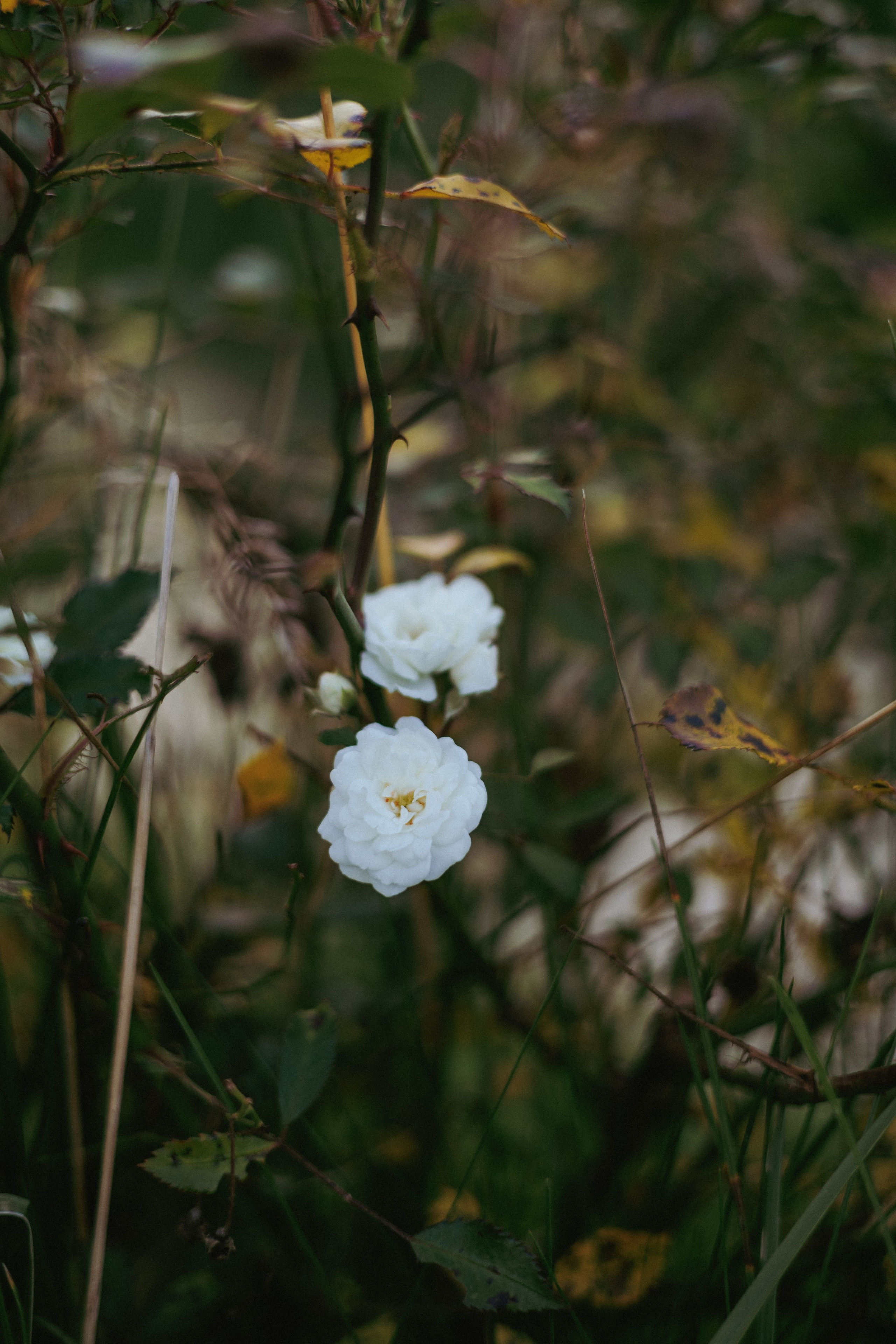 Rugilė. Fotografė Aleksandra Samozvanova